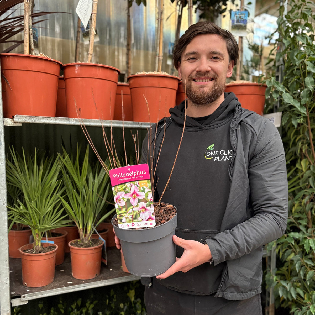 Philadelphus ‘Petite Perfume’ Pink 3L