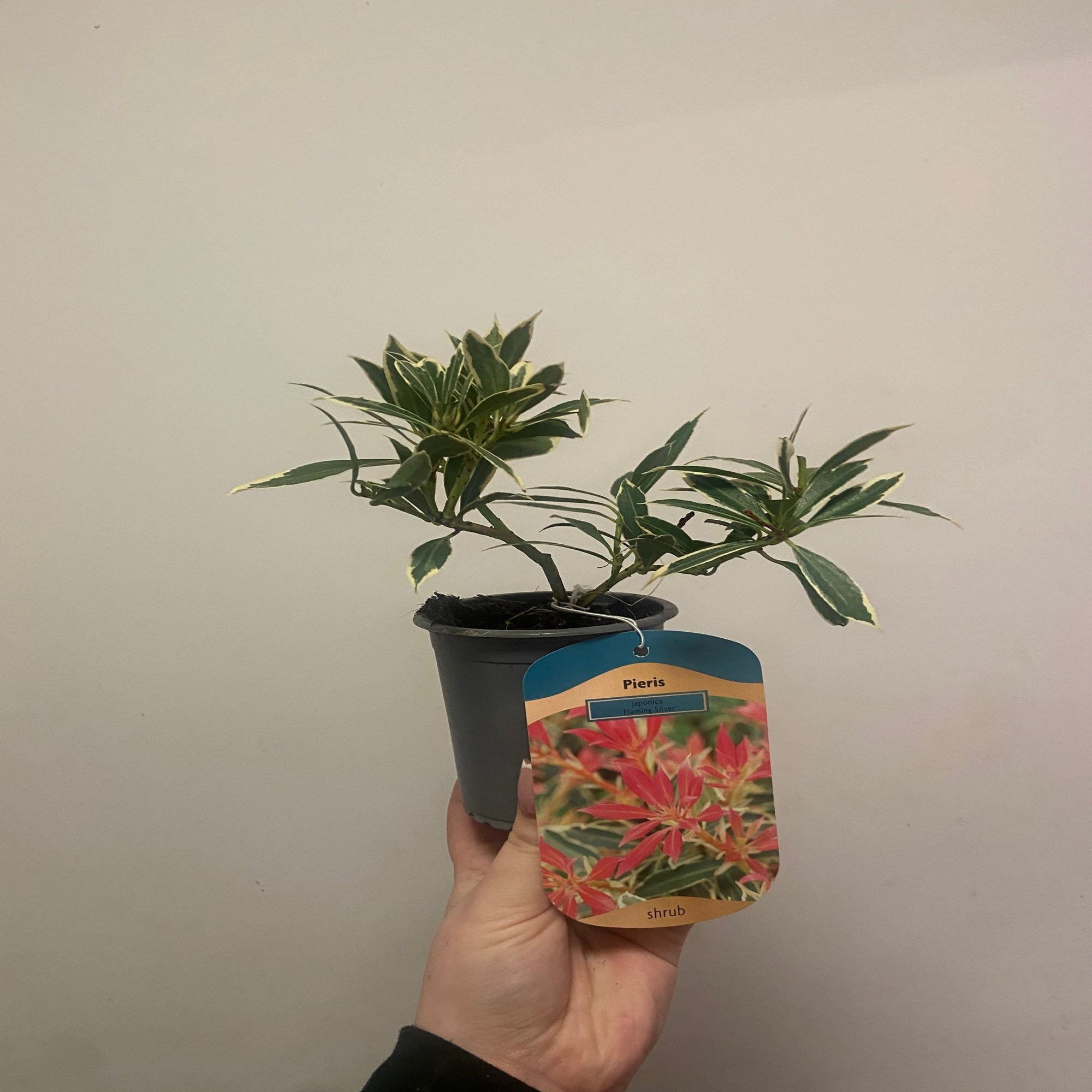 Pieris Japonica ‘Flaming Silver’ 9cm-3L