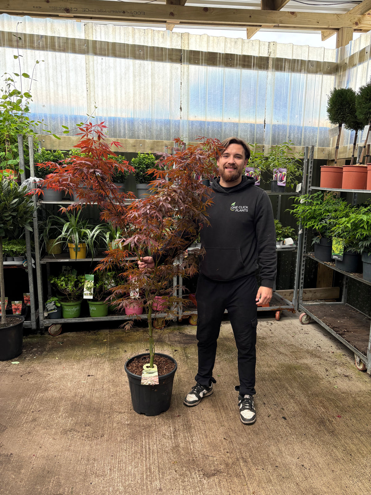 Acer palmatum 'Sumi Nagashi' 20L 140cm