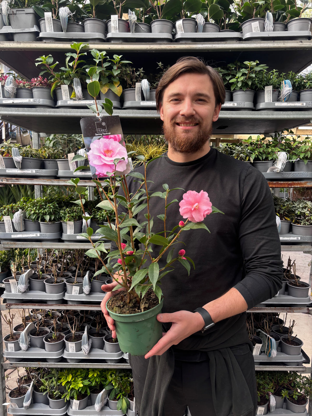 Camellia on frame 'Spring Festival ' 2L/5L