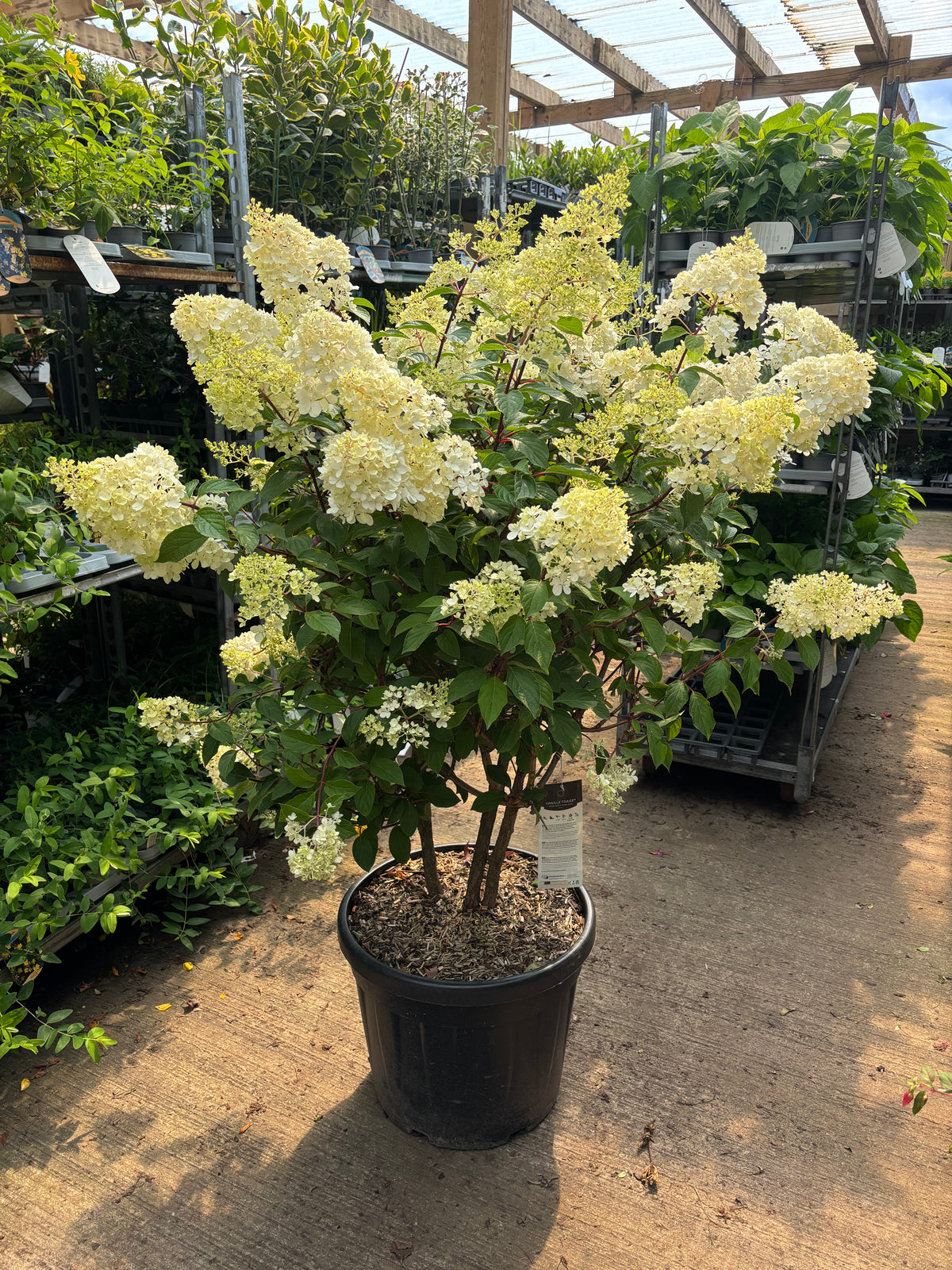 The Hydrangea paniculata &#39;Vanille Fraise&#39; (available in 9cm, 2L, or 3L pots) is a stunning deciduous shrub, ideal as a potted plant to add vibrant color to your space.