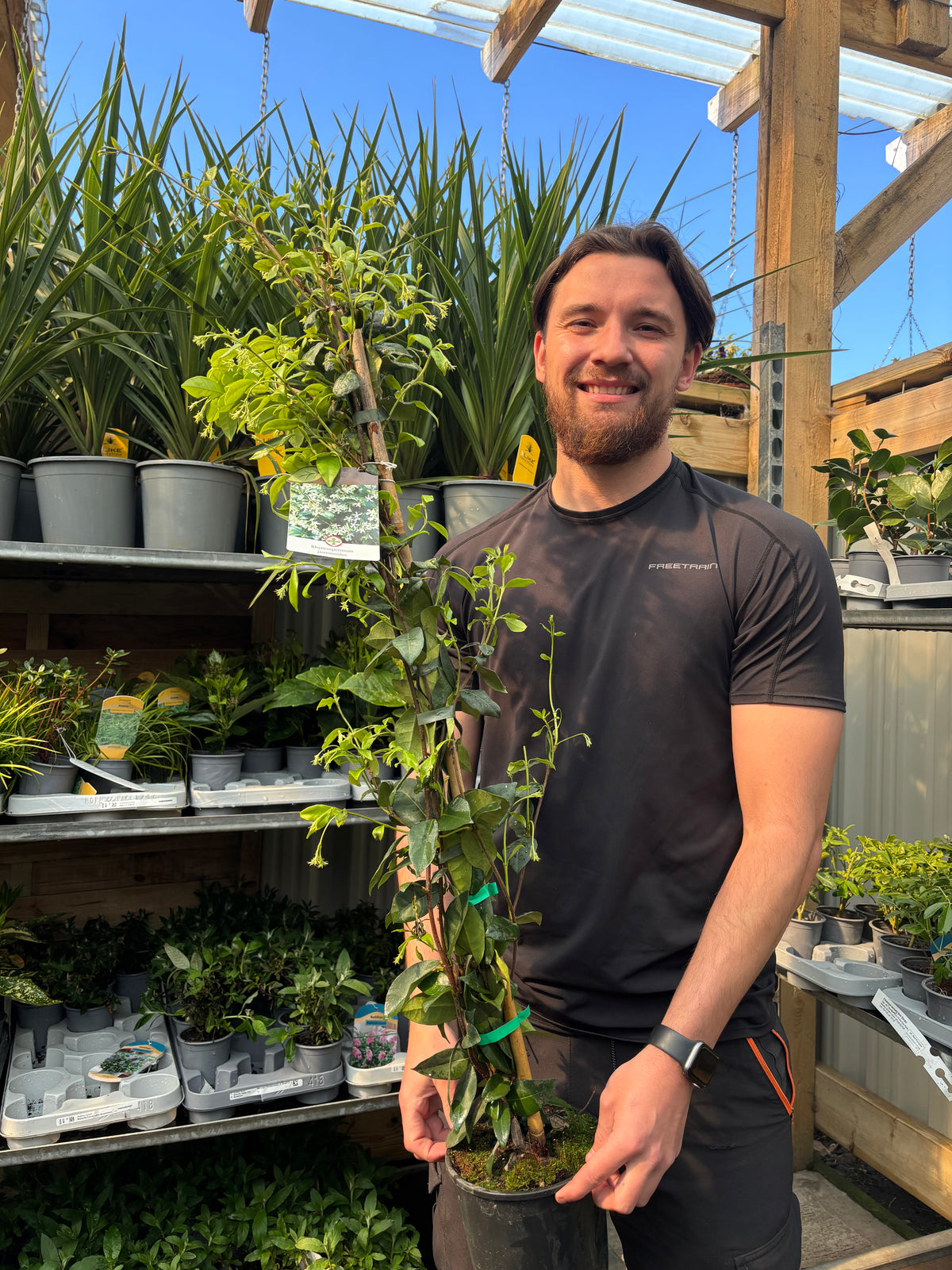 Evergreen Star Jasmine | Trachelospermum jasminoides | Climber