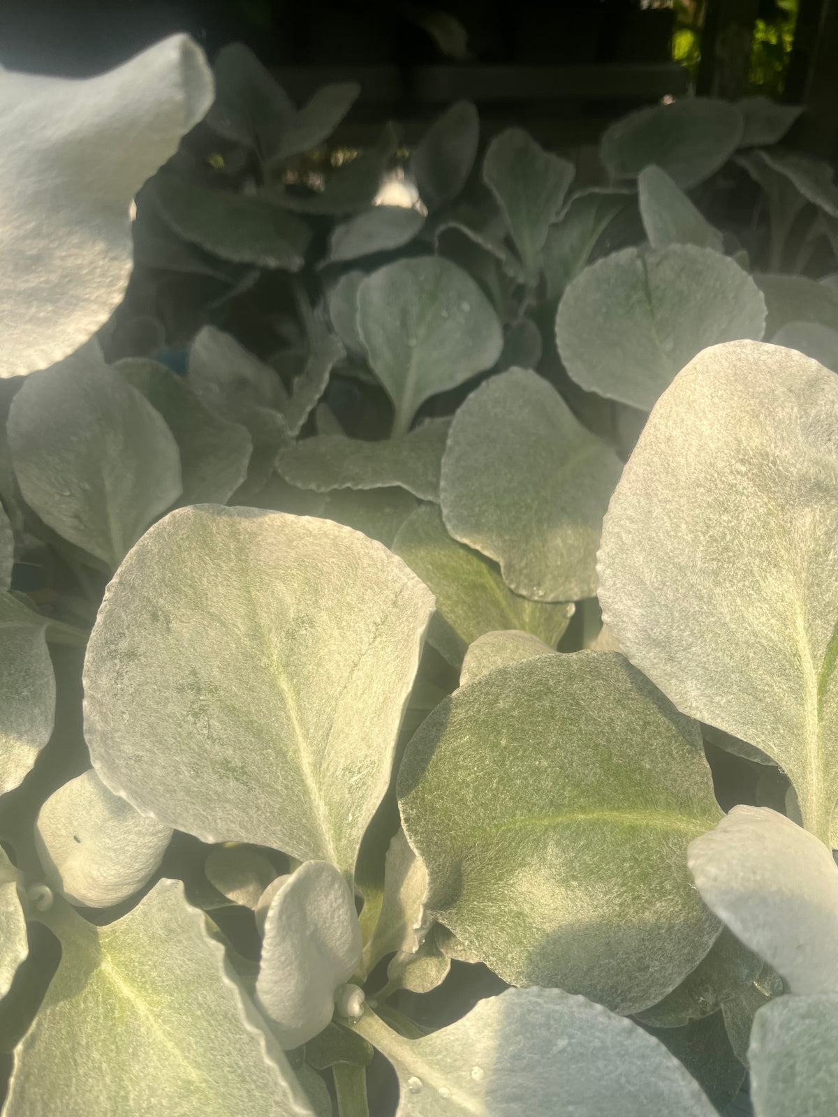 Senecio &#39;Angel Wings&#39; Evergreen 9cm/2L/5L features large, velvety, silvery-green leaves and forms lush, dense silver foliage—making it a striking, drought-tolerant perennial for any garden.