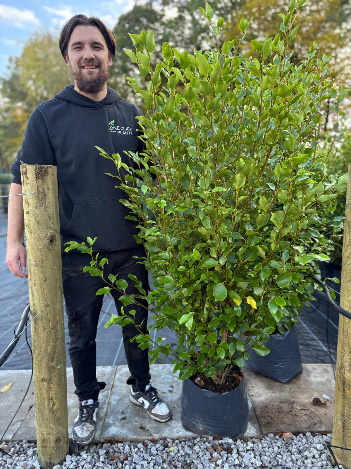 5-6ft Griselinia llitoralis (150-180cm) 20L