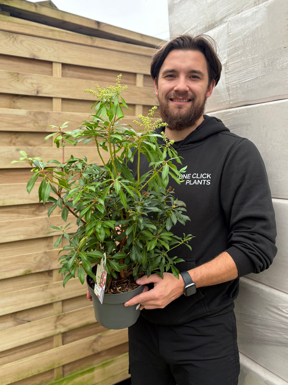 Pieris japonica &#39;Valley Valentine’ 2L (50-60cm)