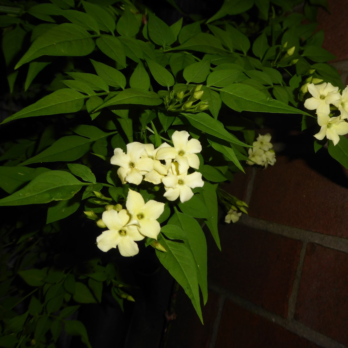 Jasminum 'Clotted Cream' 9cm