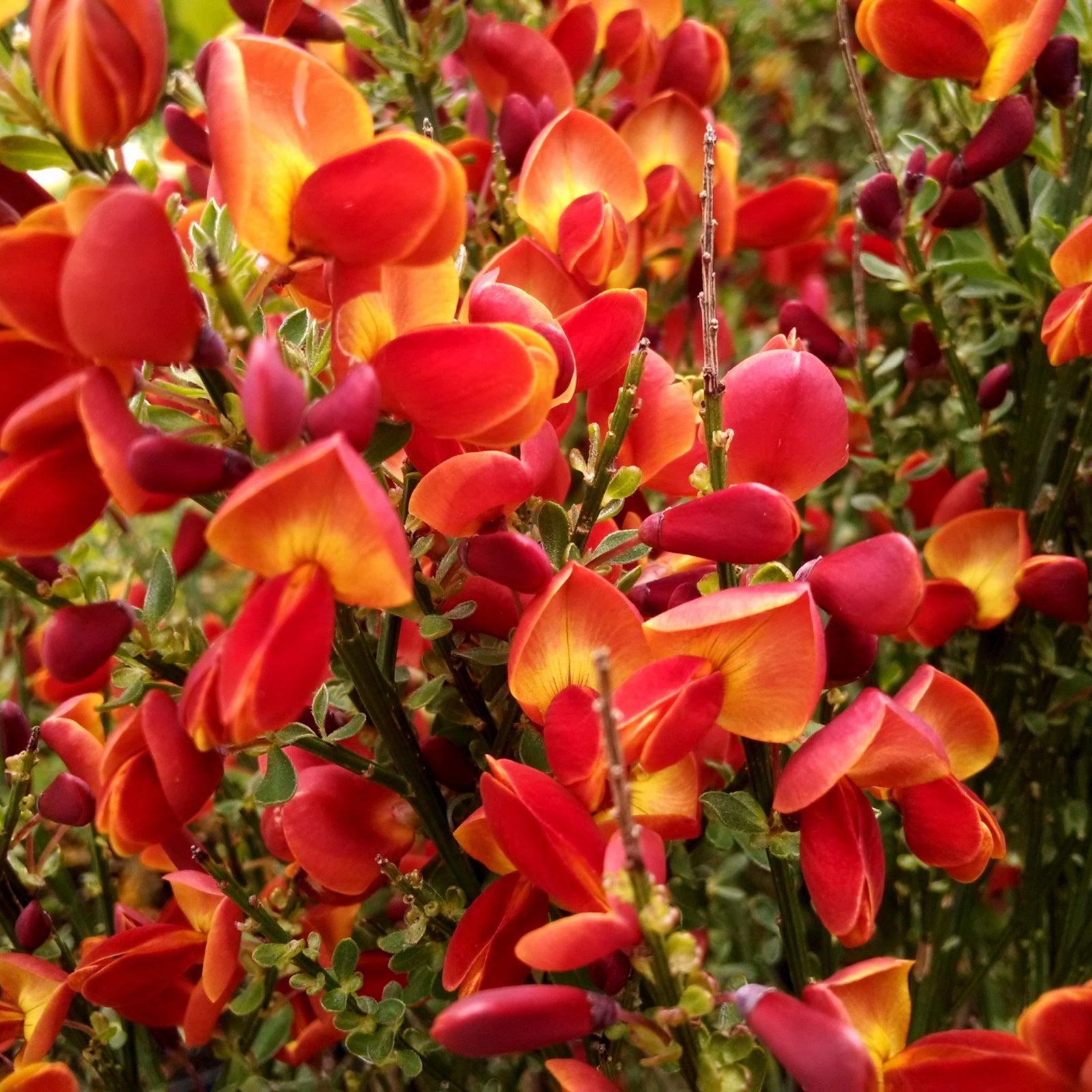 Cytisus (Broom) 'Goldfinch' 2L