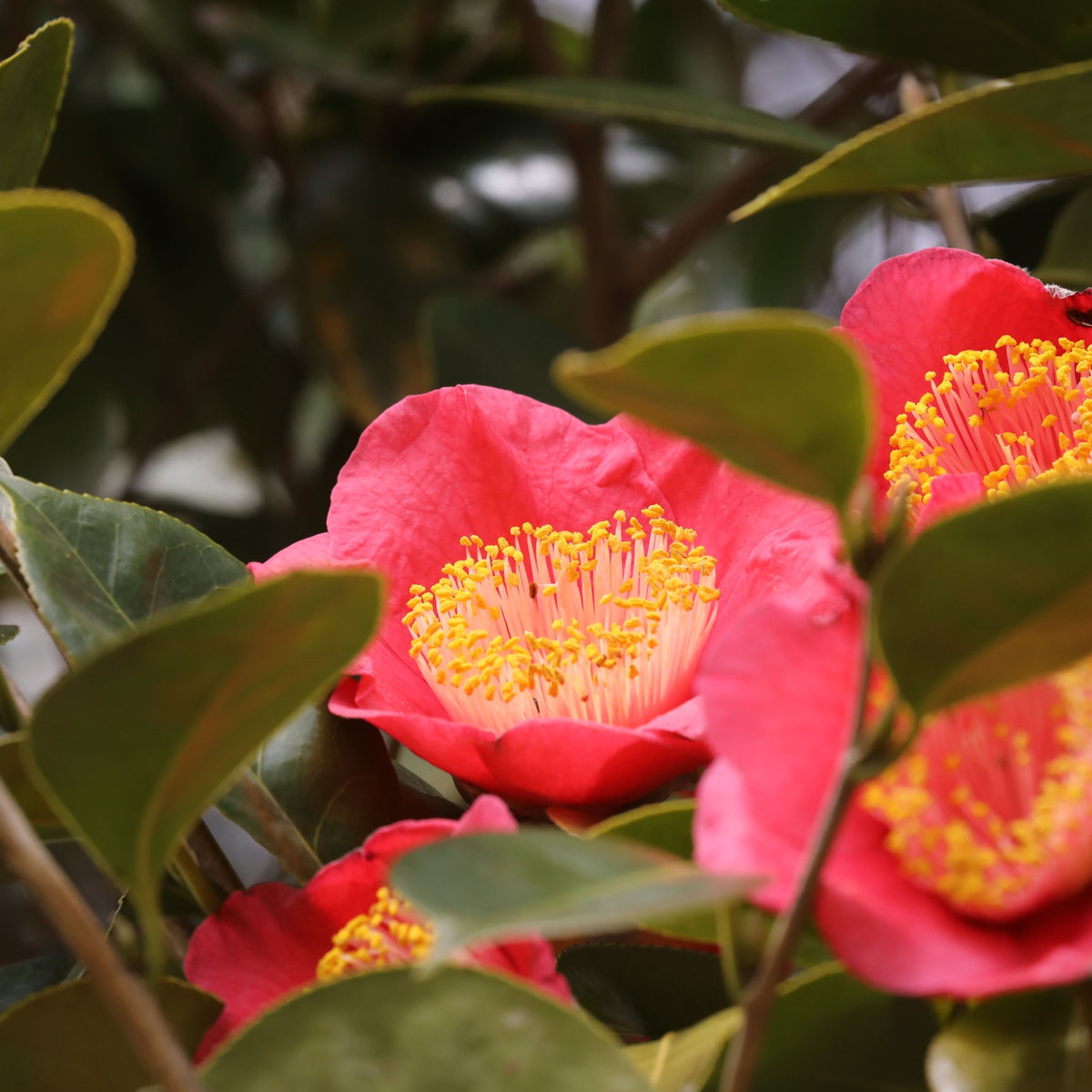 Camellia japonica 'R. L. Wheeler' 9cm