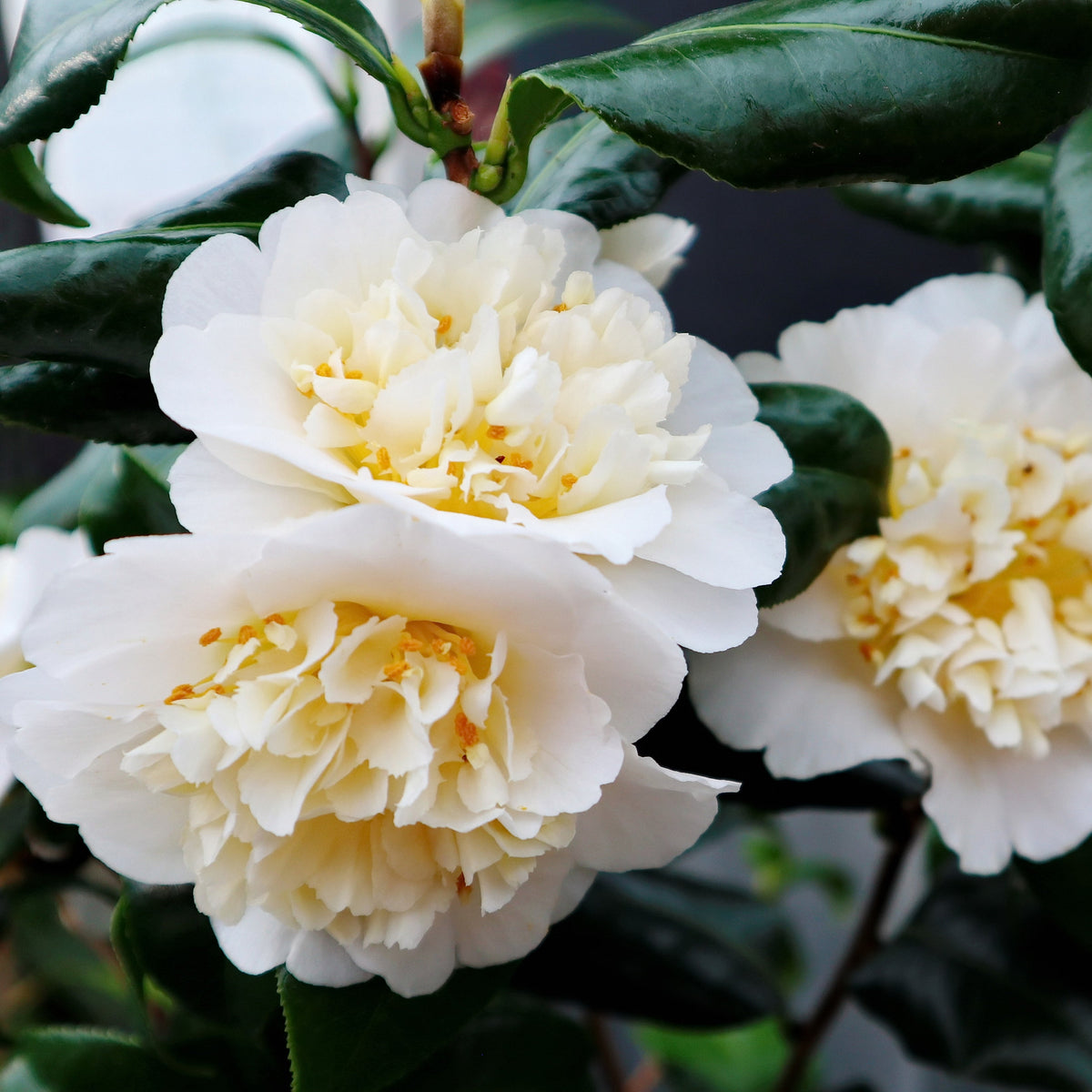Camellia 'Jury's Yellow' 9cm, 20-30cm height