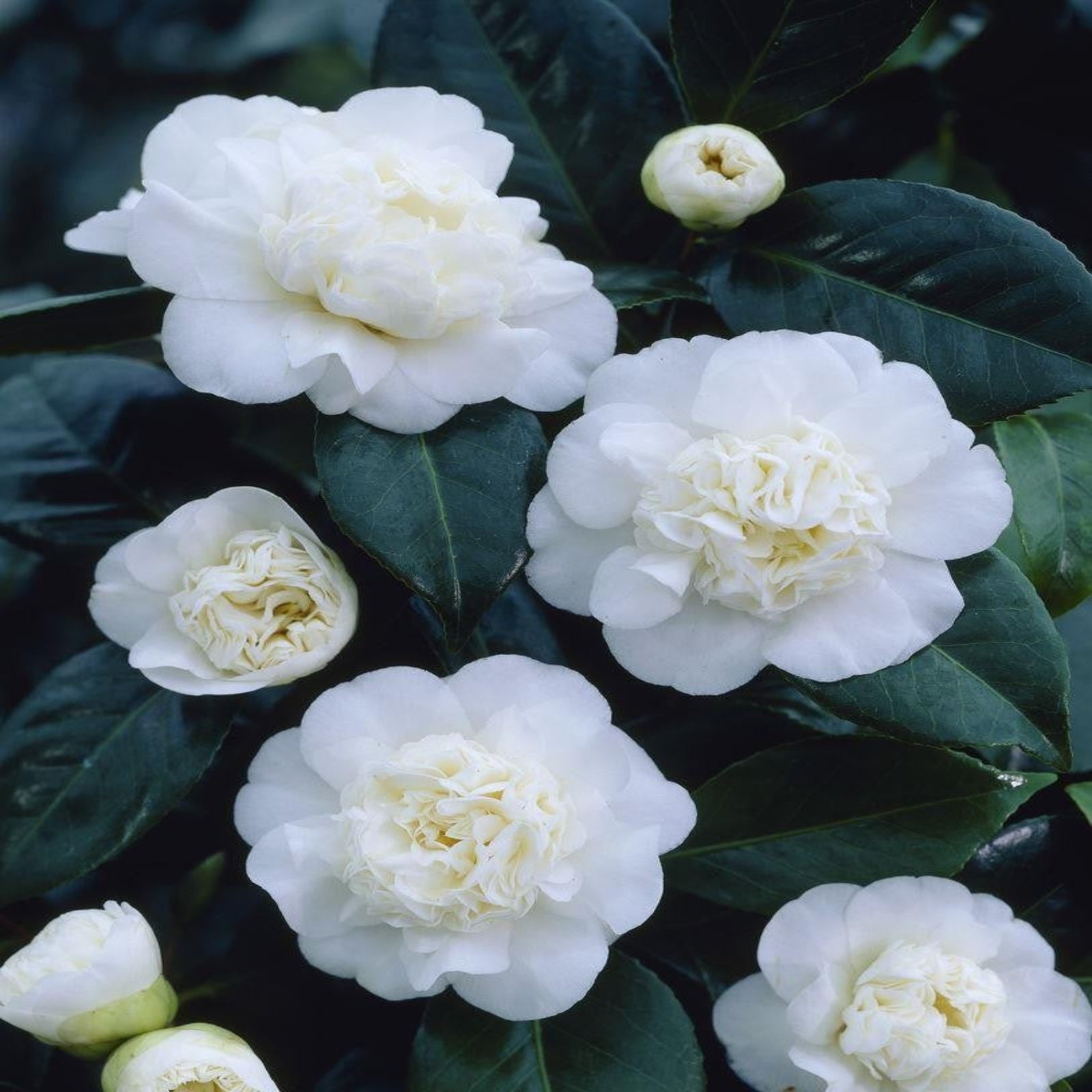 A close-up of Camellia japonica 'Nobilissima' (9cm pot, 20-30cm tall) shows ruffled white and pale yellow petals with glossy green leaves—an exquisite pick for ornamental collectors seeking luxurious blooms.