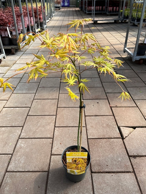 An Acer palmatum &#39;Cascade Citrine&#39; Standard (100cm), known for its vivid yellow-gold leaves, stands on a sunlit brick pathway at a garden center, surrounded by other plants and metal carts in the background.
