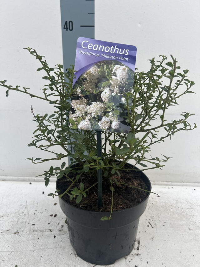 Ceanothus thyrsiflorus &#39;Millerton Point&#39; 2L | Evergreen White Californian Lilac