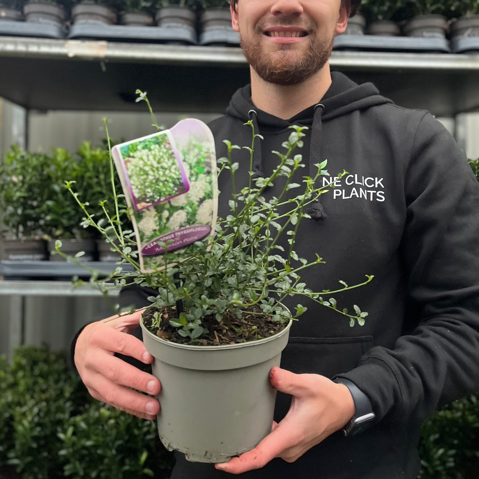 Ceanothus thyrsiflorus 'Millerton Point' 2L | Evergreen White Californian Lilac