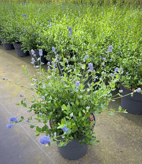 Ceanothus &#39;Victoria&#39; (Californian Lilac) 9cm/2L/5L/10L