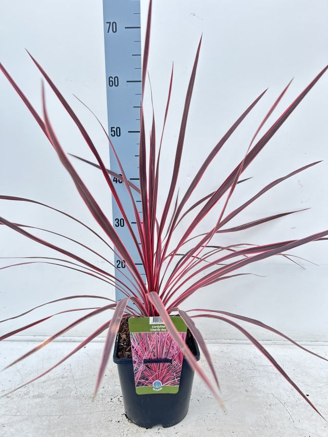Cordyline australis &#39;Charlie Boy&#39; 2L stands about 60 cm tall in front of a height chart, with long, spiky green and pinkish-red leaves. The plant tag on the pot displays its striking foliage.