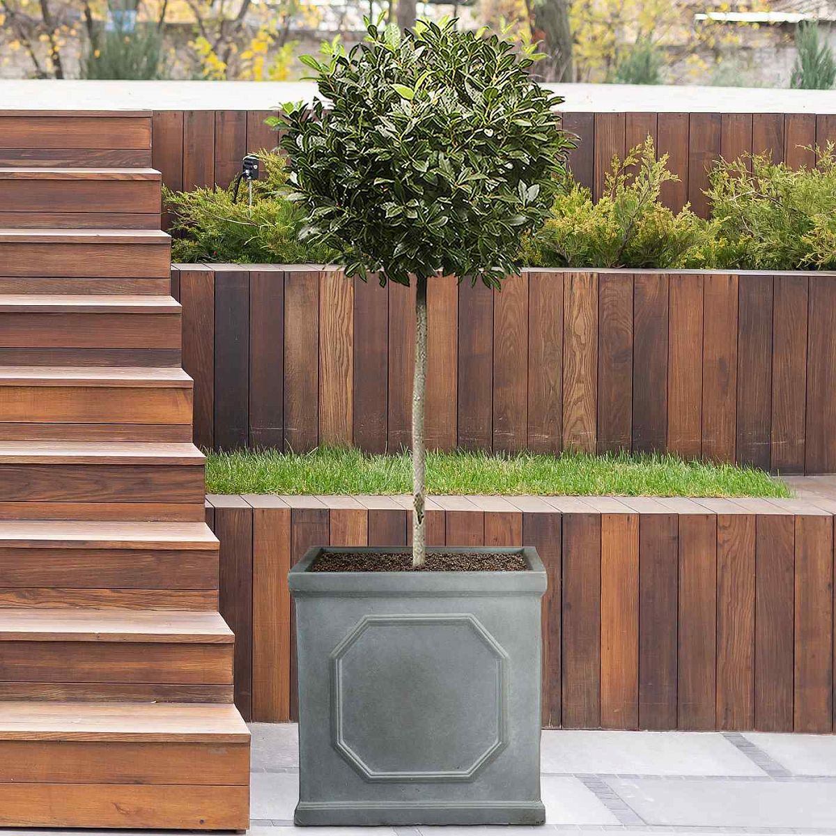 A small, round topiary with dense green leaves grows in an IDEALIST Lite Chelsea Flower Box Square Garden Planter, Faux Lead Grey Light Stone, 45x45x45 cm, 91L, placed beside wooden steps and a raised garden bed outdoors.