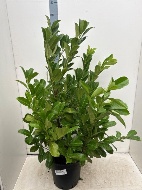 4-5ft Bushy Potted Cherry Laurel Hedging (120-150cm) 20L