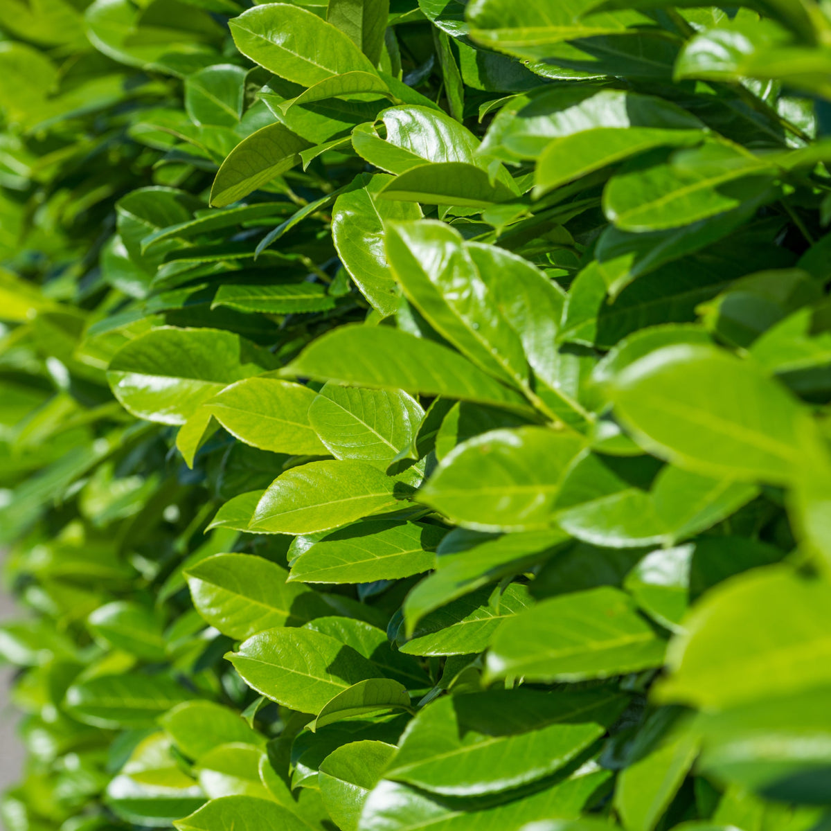 The 1ft (20-30cm) Potted Cherry Laurel Hedge Plants feature densely packed, glossy green leaves that create a lush, vibrant hedge. Sunlight highlights their healthy foliage, making them a popular, fast-growing choice for gardens.