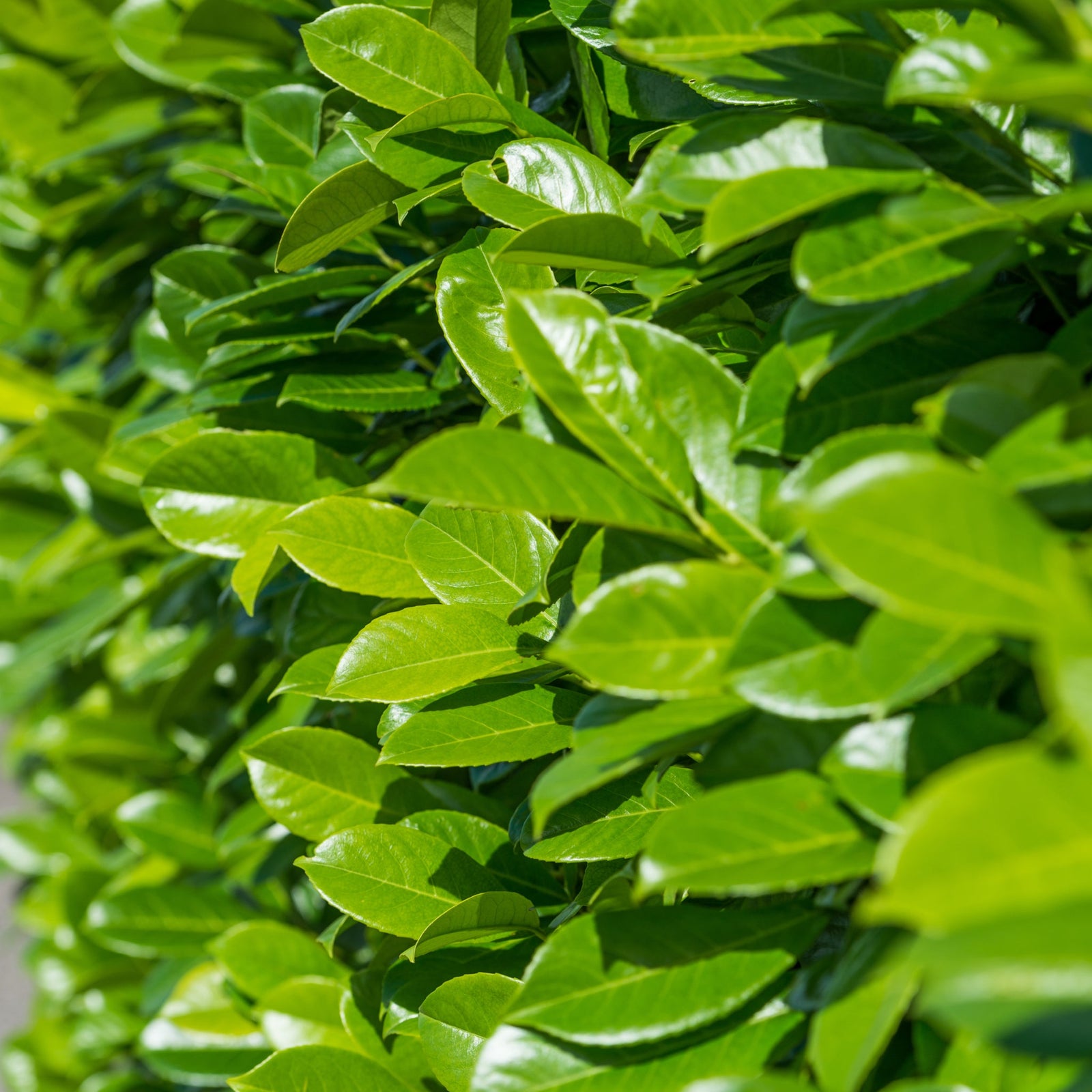 Several 1ft (20-30cm) potted Cherry Laurel hedge plants with bright green leaves are arranged in a tray against a white background, with a vertical measuring scale behind—an ideal fast-growing garden hedge.
