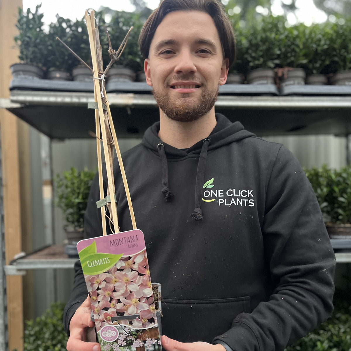 Clematis montana &#39;Rubens&#39; 60cm