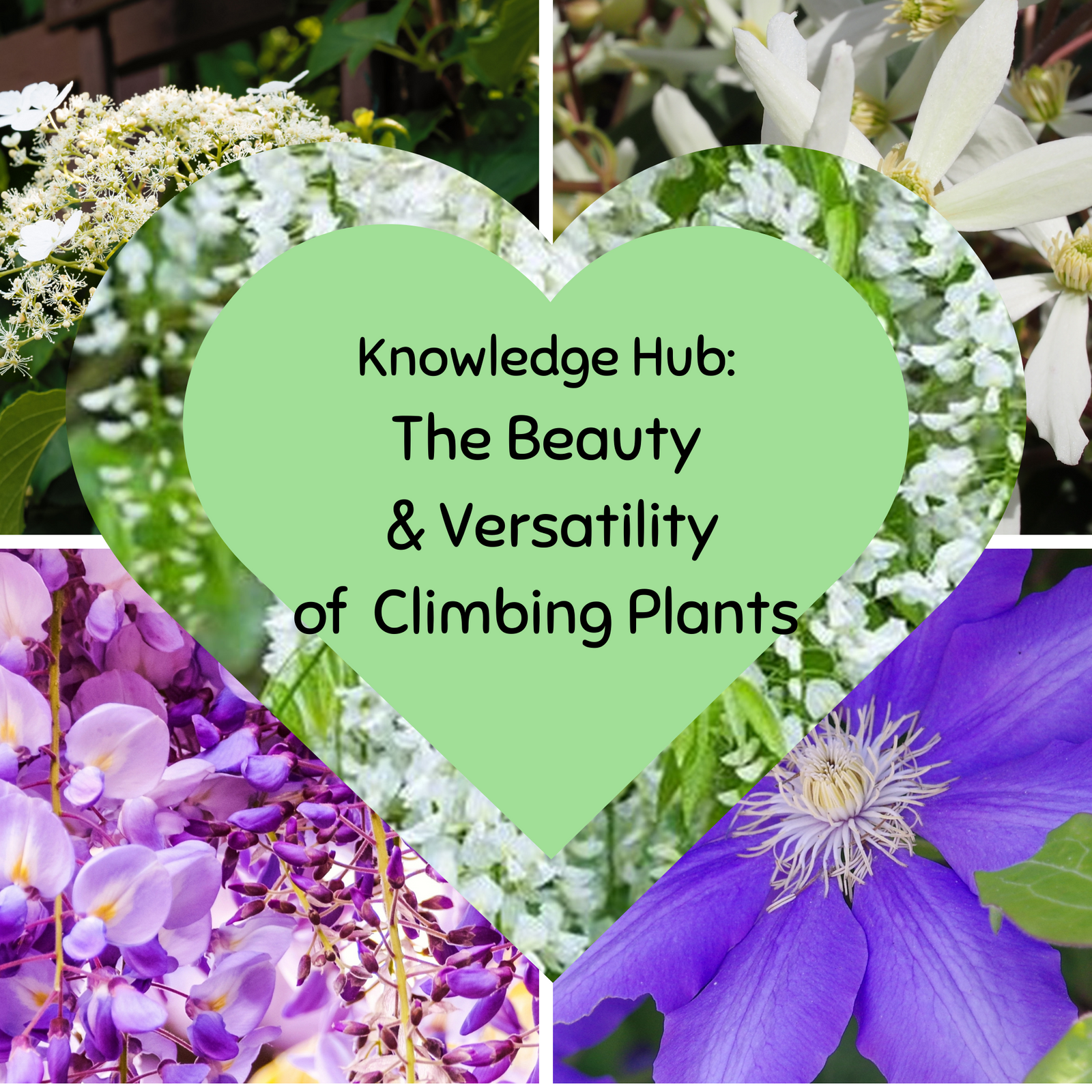 A collage of vibrant climbing plant flowers with a green heart center. Text inside the heart: Knowledge Hub: The Beauty & Versatility of Climbing Plants, plus insights on feeding birds and the 1kg Bag of Nuts wild bird food.