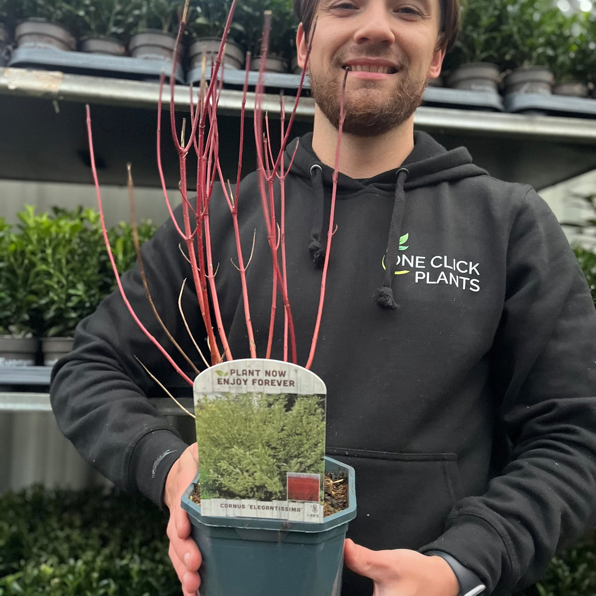 A person in a black One Click Plants hoodie smiles holding a Cornus alba Elegantissima 1L / 2L, prized for its variegated leaves and red stems. The label says &quot;Plant Now Enjoy Forever.&quot; Potted plants fill the shelves in the background.