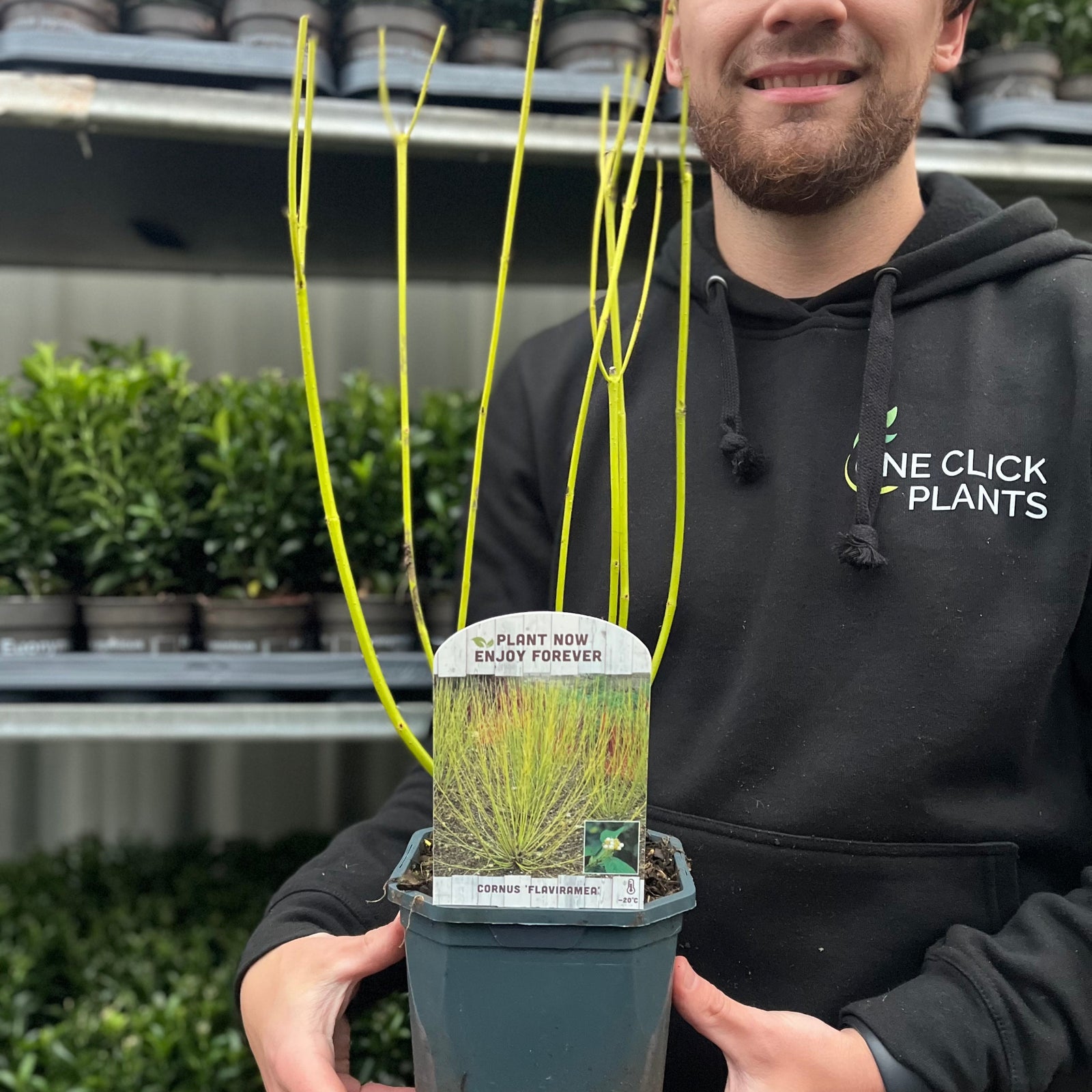 A Cornus stolonifera flaviramea – Yellow Dogwood (1L/2L) with thin yellow stems grows in a winter garden with bare soil and fallen leaves, while trees and a wooden shed appear in the background.