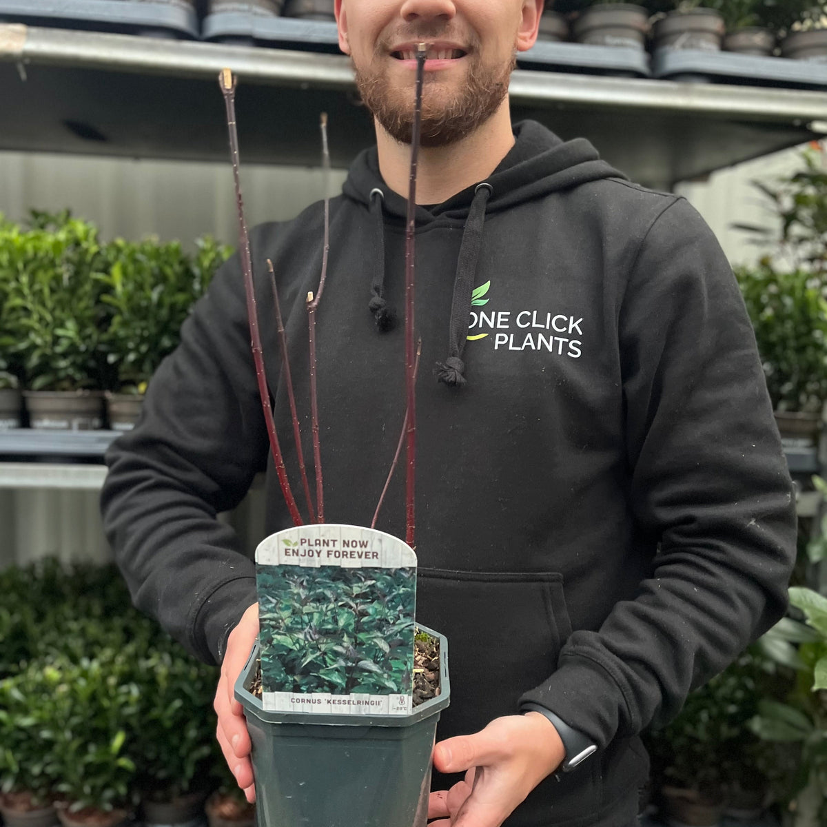 Cornus &#39;Kesselringii&#39; - Black Stem Dogwood 1L / 2L