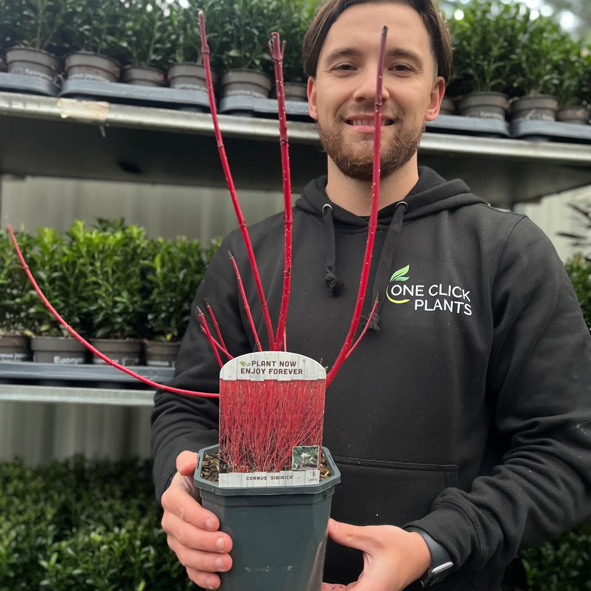 A man in a black One Click Plants hoodie holds a 2L Cornus 'Sibrica' (Siberian Dogwood) with vibrant red stems. Green potted plants are displayed on shelves behind him.