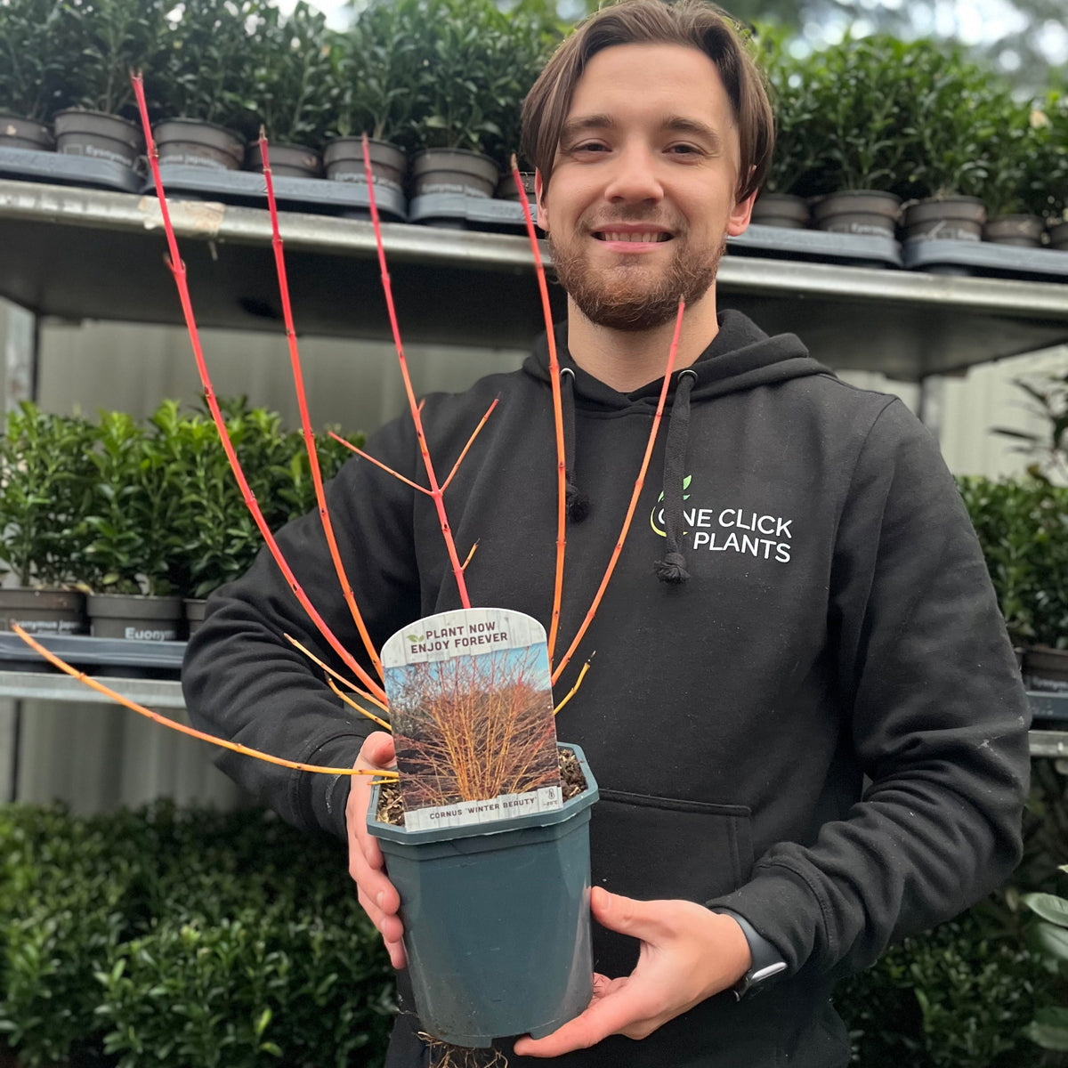 Cornus sanguinea &#39;Winter Beauty&#39; 2L