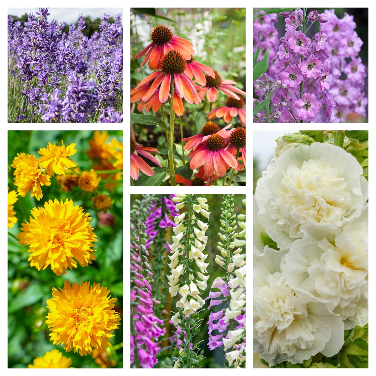 The Cottage Garden Perennial Mix (3/6/10 Plants) features classic herbaceous perennials in full bloom, such as purple lavender, coneflowers, pink delphiniums, yellow coreopsis, foxgloves, and white peonies.