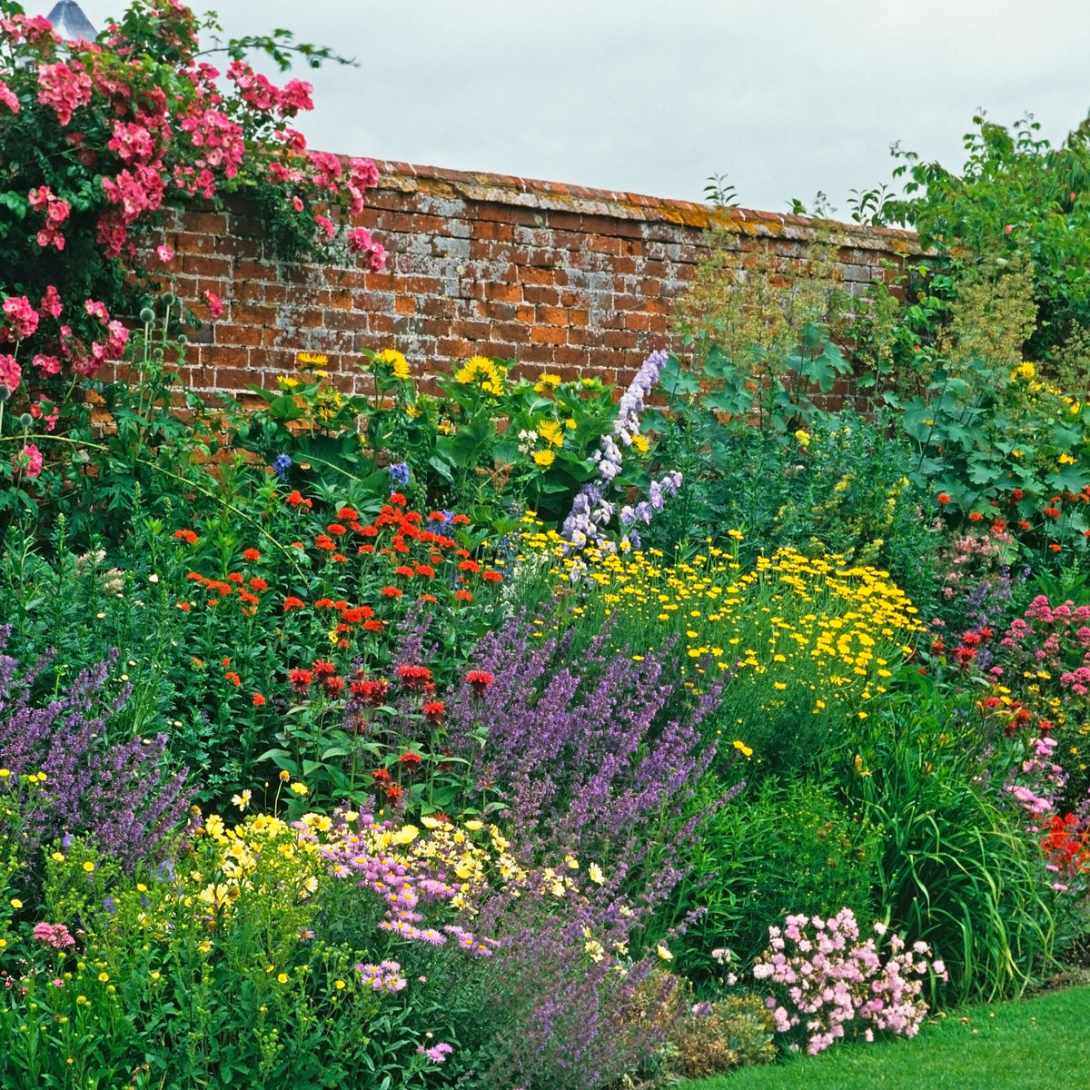 Young Perennials Mega Bundle (PRE ORDER MARCH 2026) 50/100 Plants