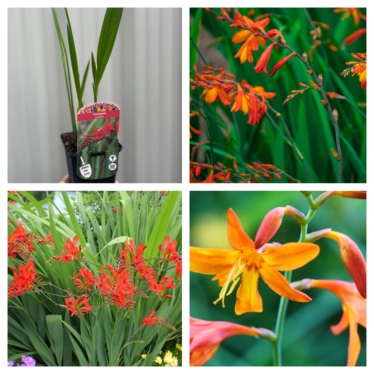 Four images of 3 x Crocosmia (3 x 9cm Pots): a young perennial in a pot, close-up of orange-red flowers, a colourful late summer garden bed, and a detailed star-shaped orange bloom.