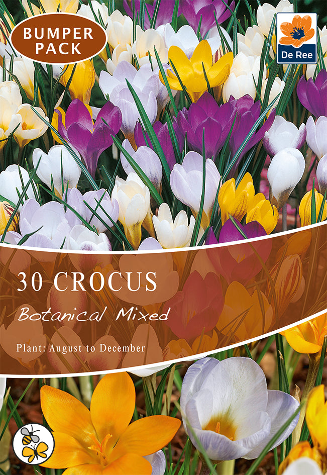 Crocus Botanical Mixed Bulbs (15/30  Bulbs)