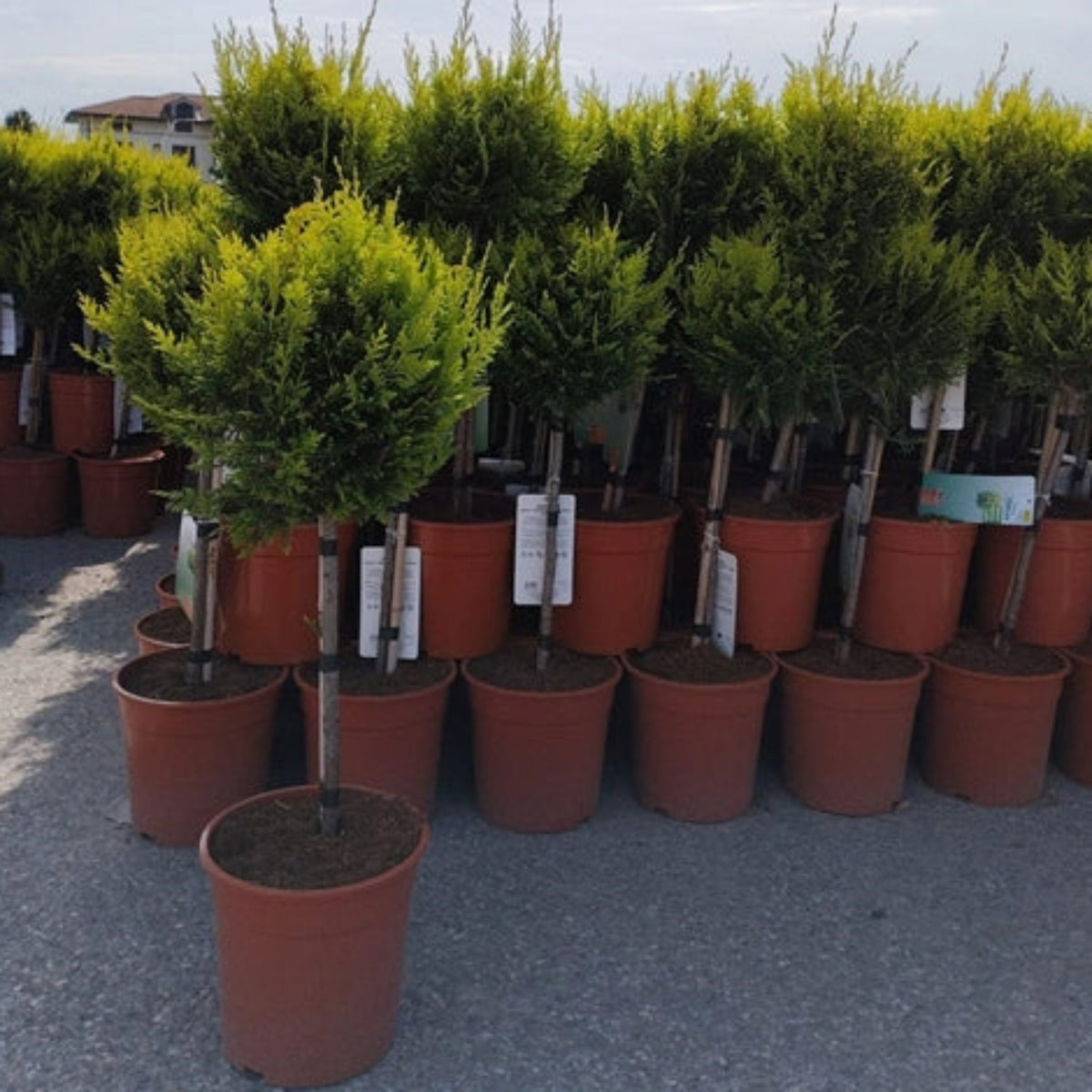 Rows of Special offer: Cupressus Conifer Lollipop 100cm trees (2 for £44.99) with bushy green foliage and classic shapes are displayed outdoors, some tagged—ideal for gardens or patios.