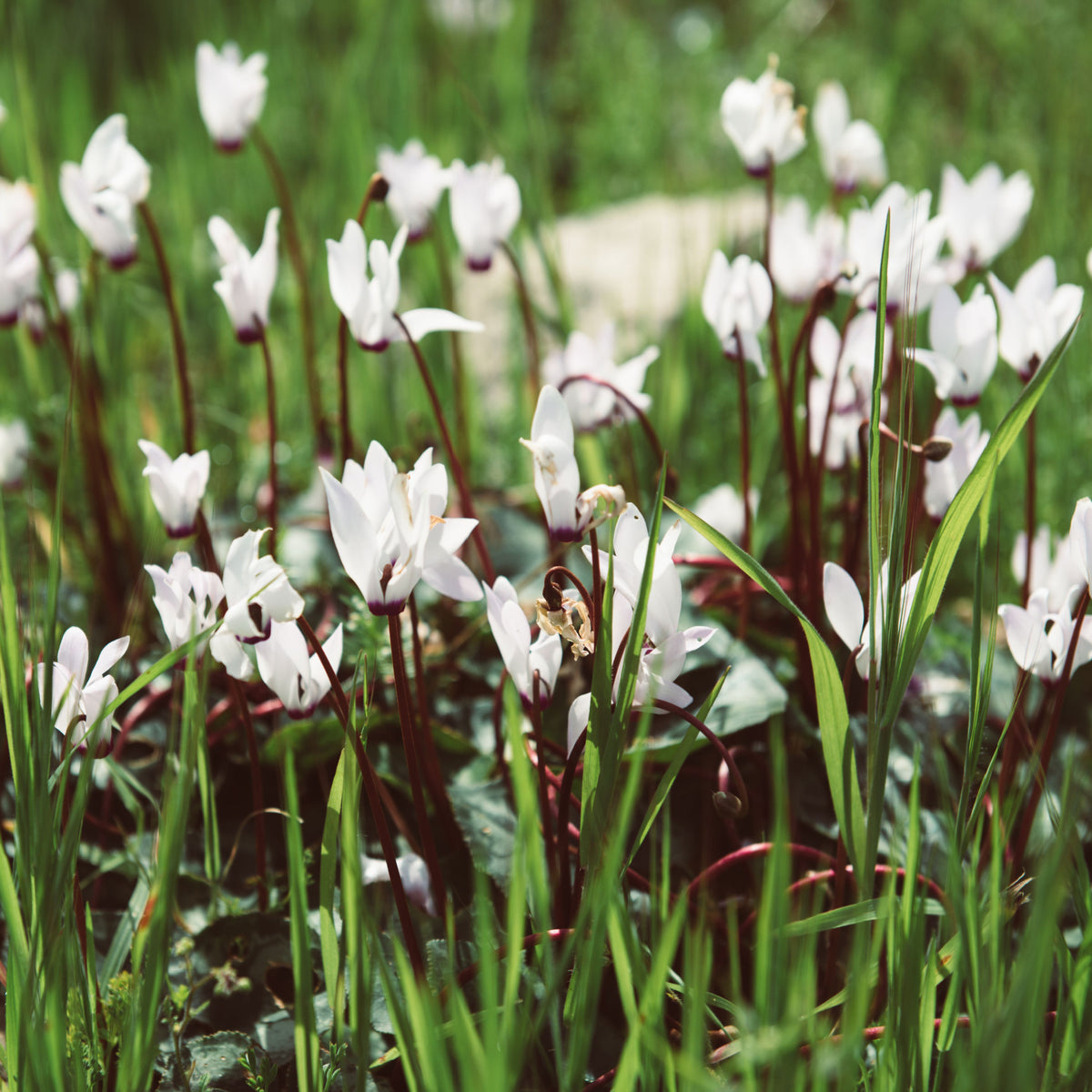 Field of white hardy cyclamen with heart-shaped leaves and dainty blooms