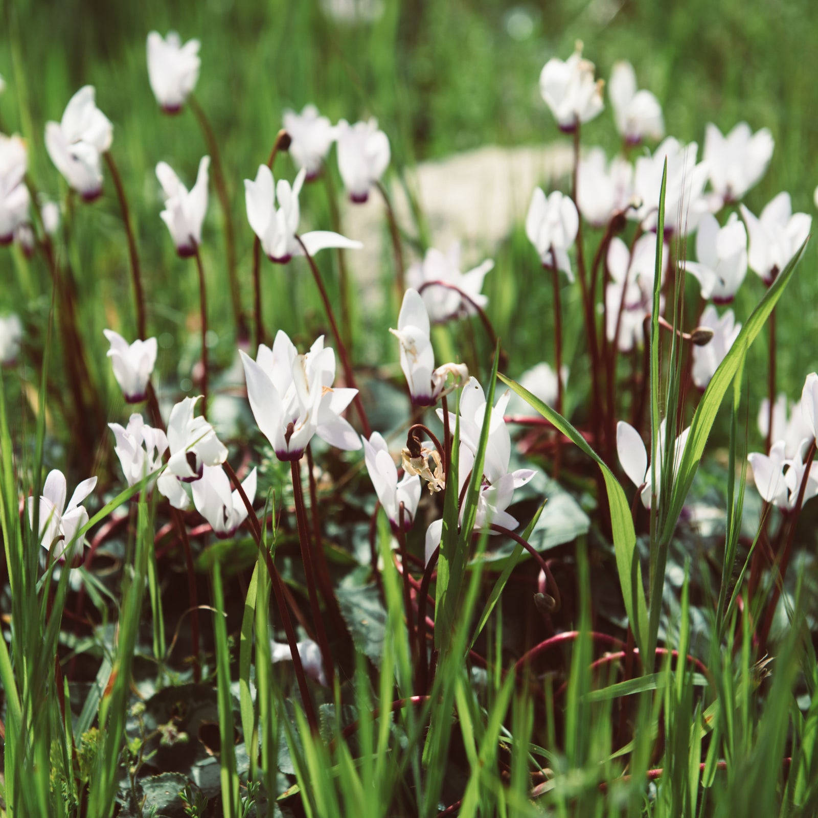 Field of white hardy cyclamen with heart-shaped leaves and dainty blooms