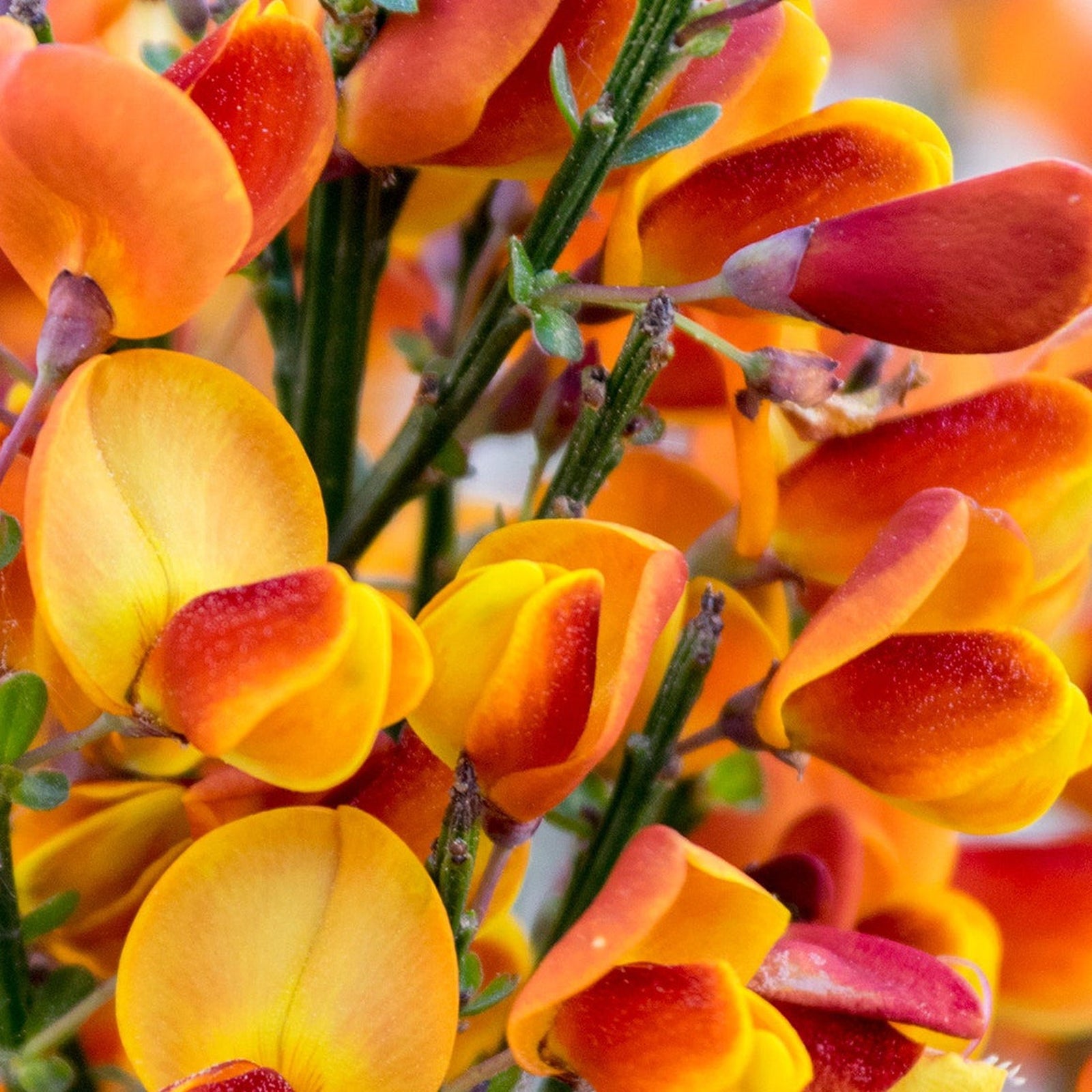 Close-up of vibrant red and yellow blossoms with rounded petals and green stems on Cytisus ‘Killiney Red’ 1L, a compact deciduous shrub featuring dense clusters of colorful flowers.
