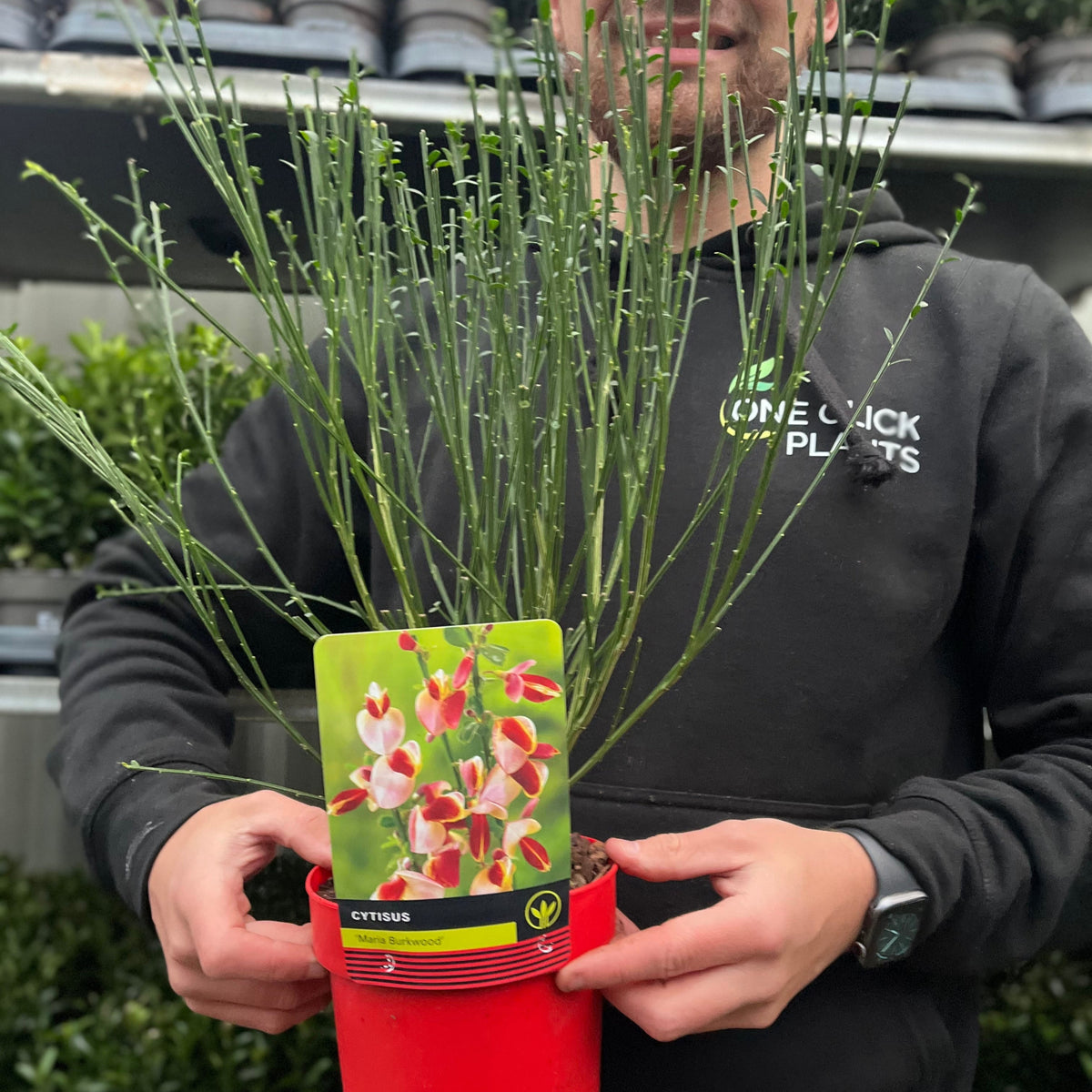 Cytisus &#39;Marie Burkwood&#39; 1.5L