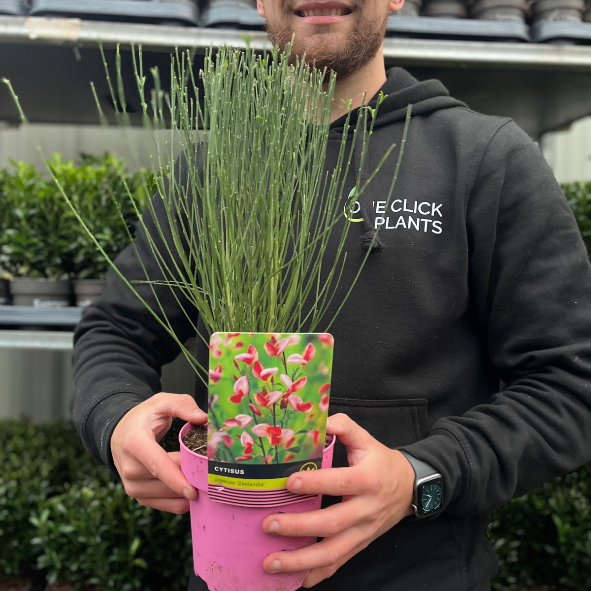Cytisus praecox &#39;Zeelandia&#39; 1.5L