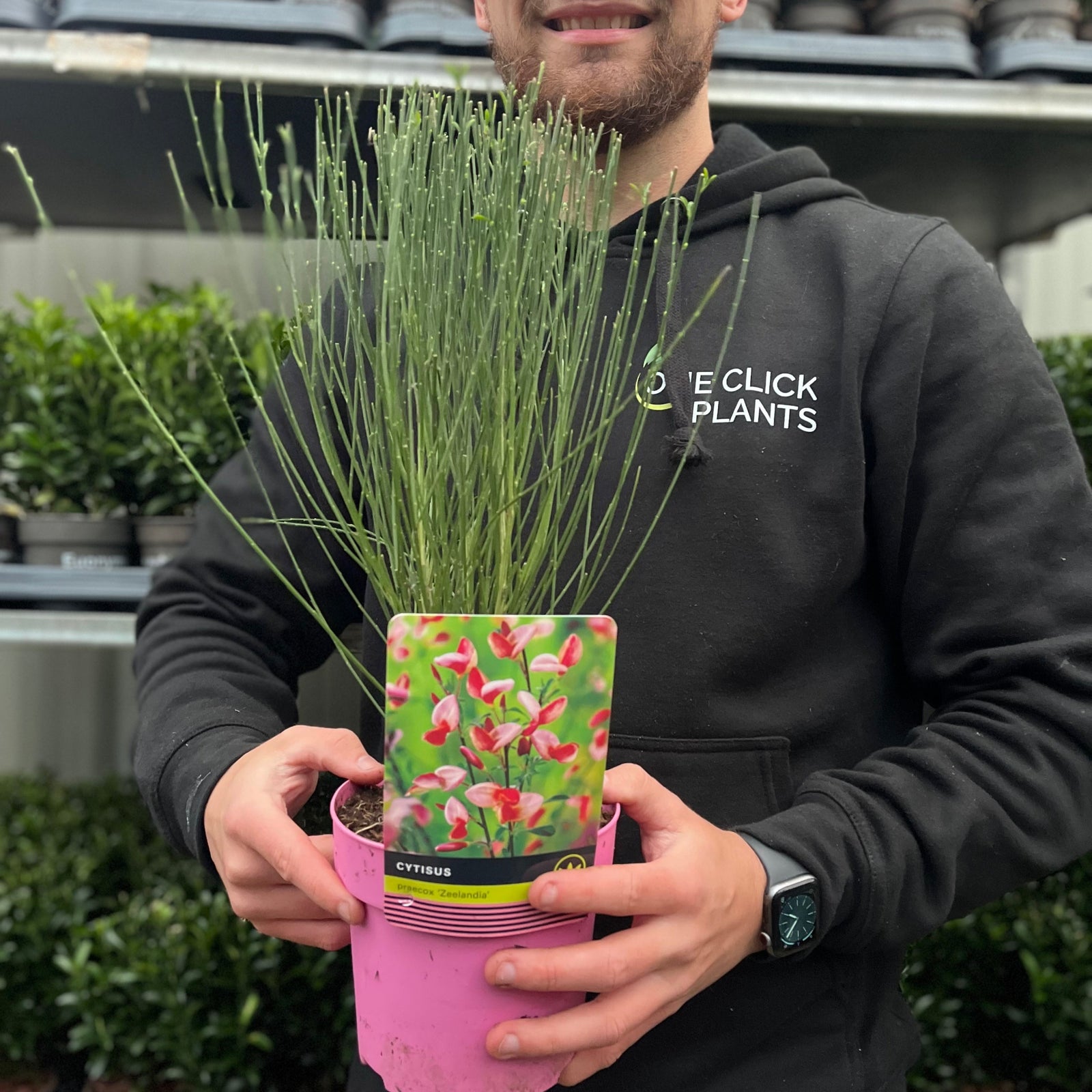 Cytisus praecox 'Zeelandia' 1.5L