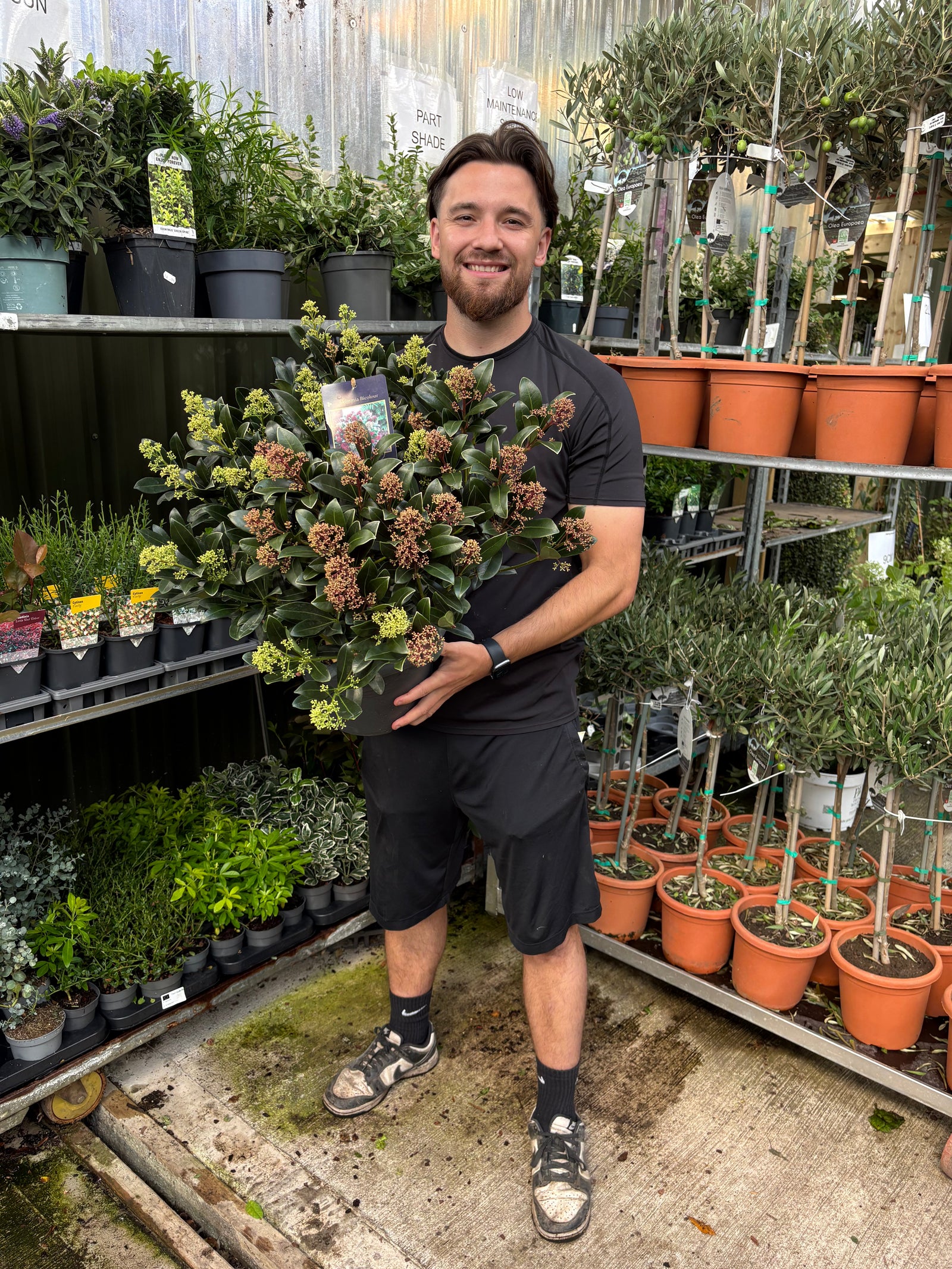 Skimmia japonica ‘Duo-Colour’ 10L (50cm dia.)