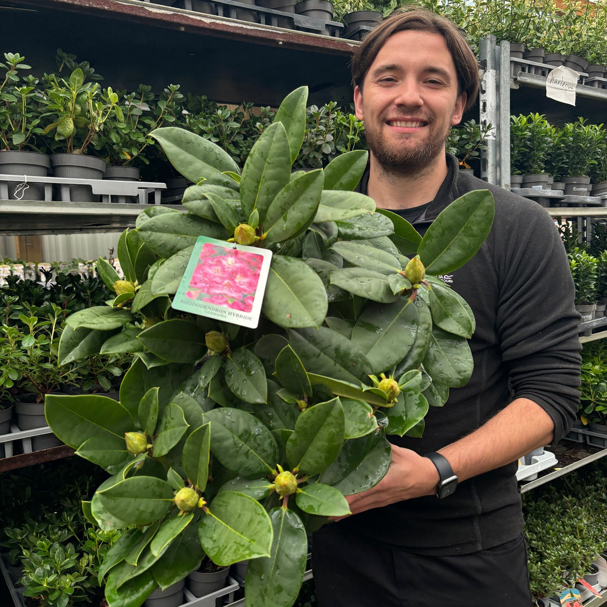 Rhododendron &#39;Germania&#39; 2L /5L