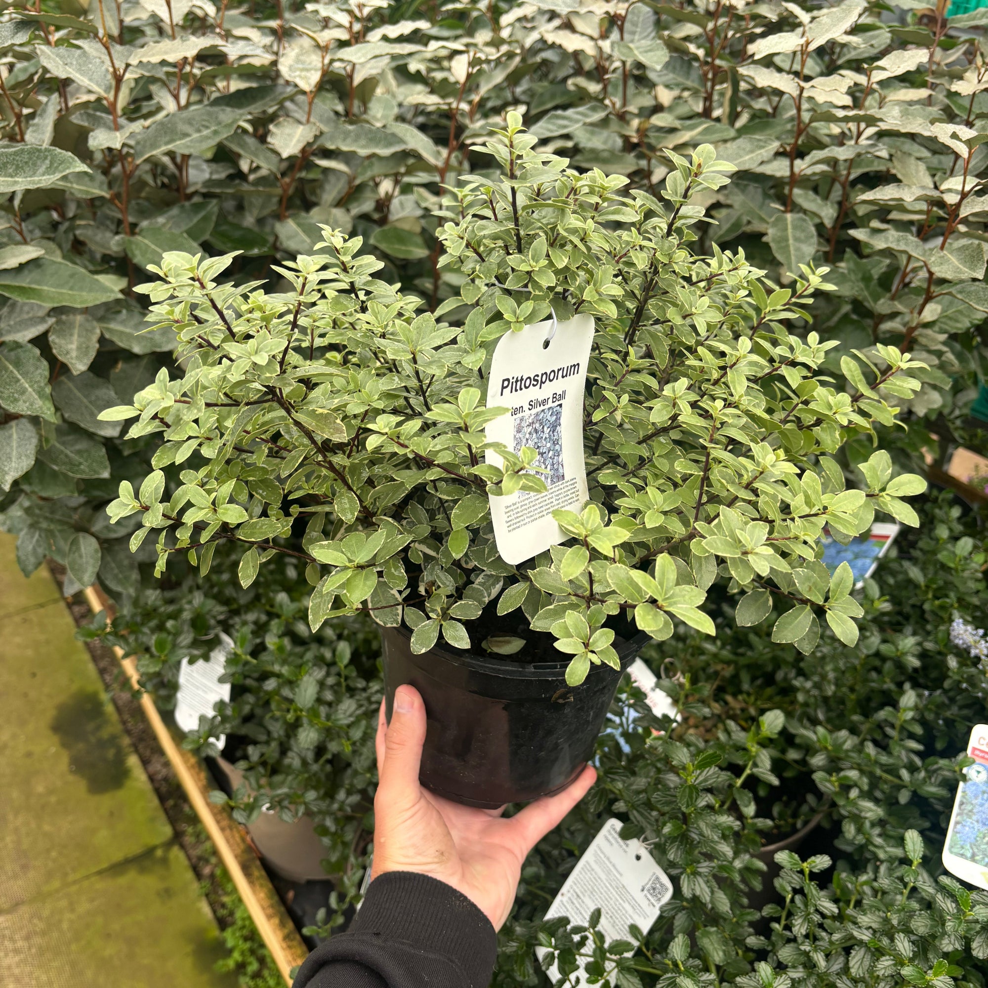 Pittosporum tenuifolium 'Silver Ball' 2L