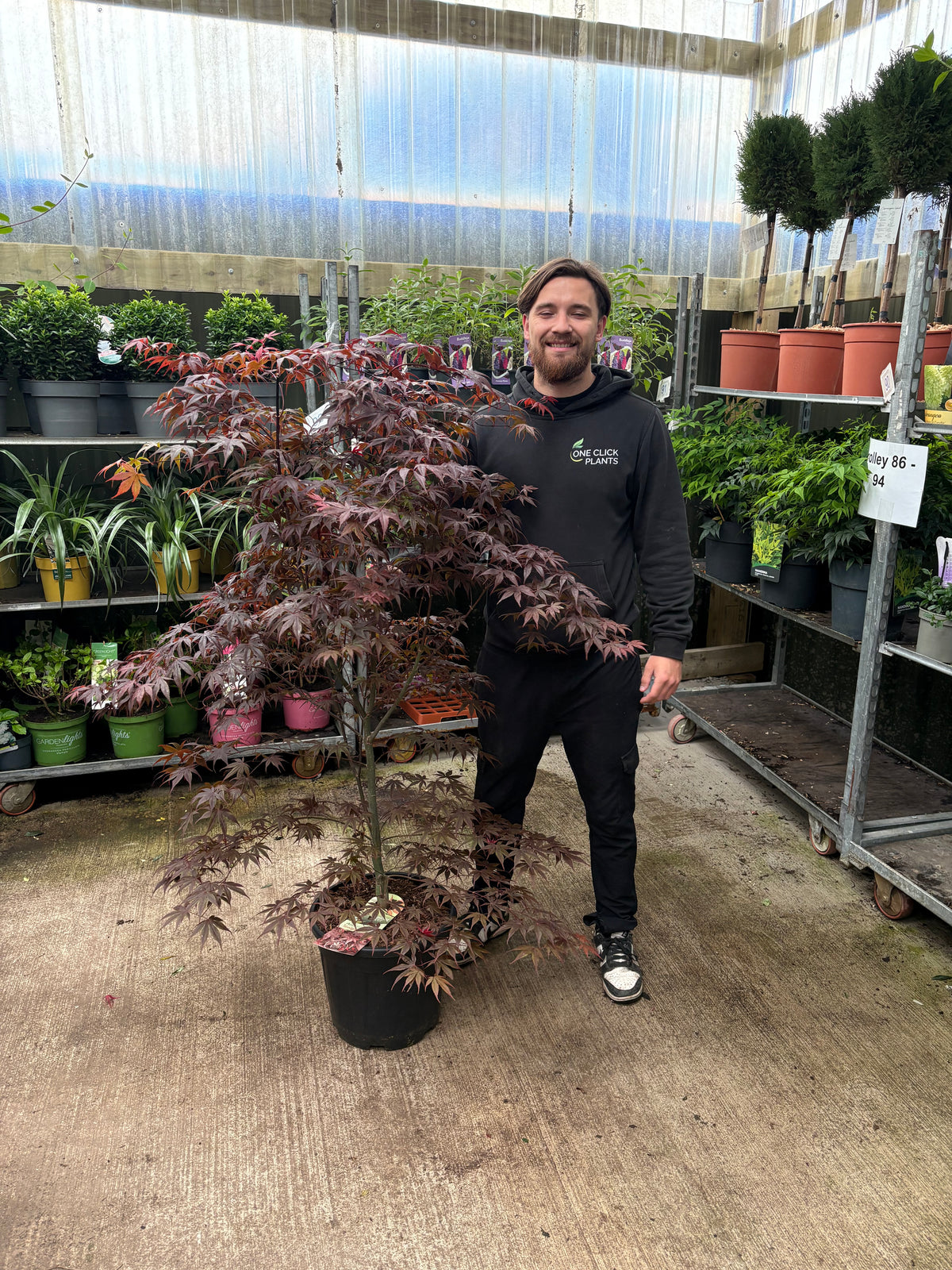 Acer palmatum 'Bloodgood' 3L / 10L / 70L / 90L