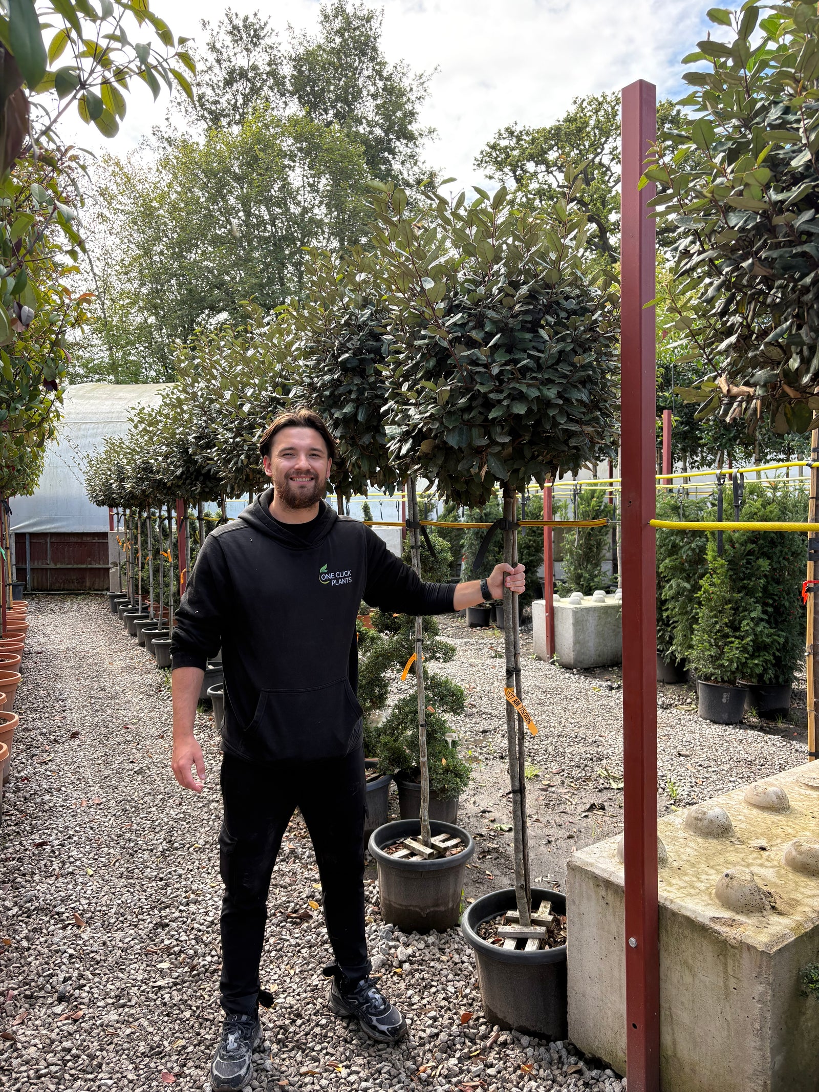 3/4 Standard Elaeagnus x ebbingei Compacta (1.4m Stem, 0.8m Head)