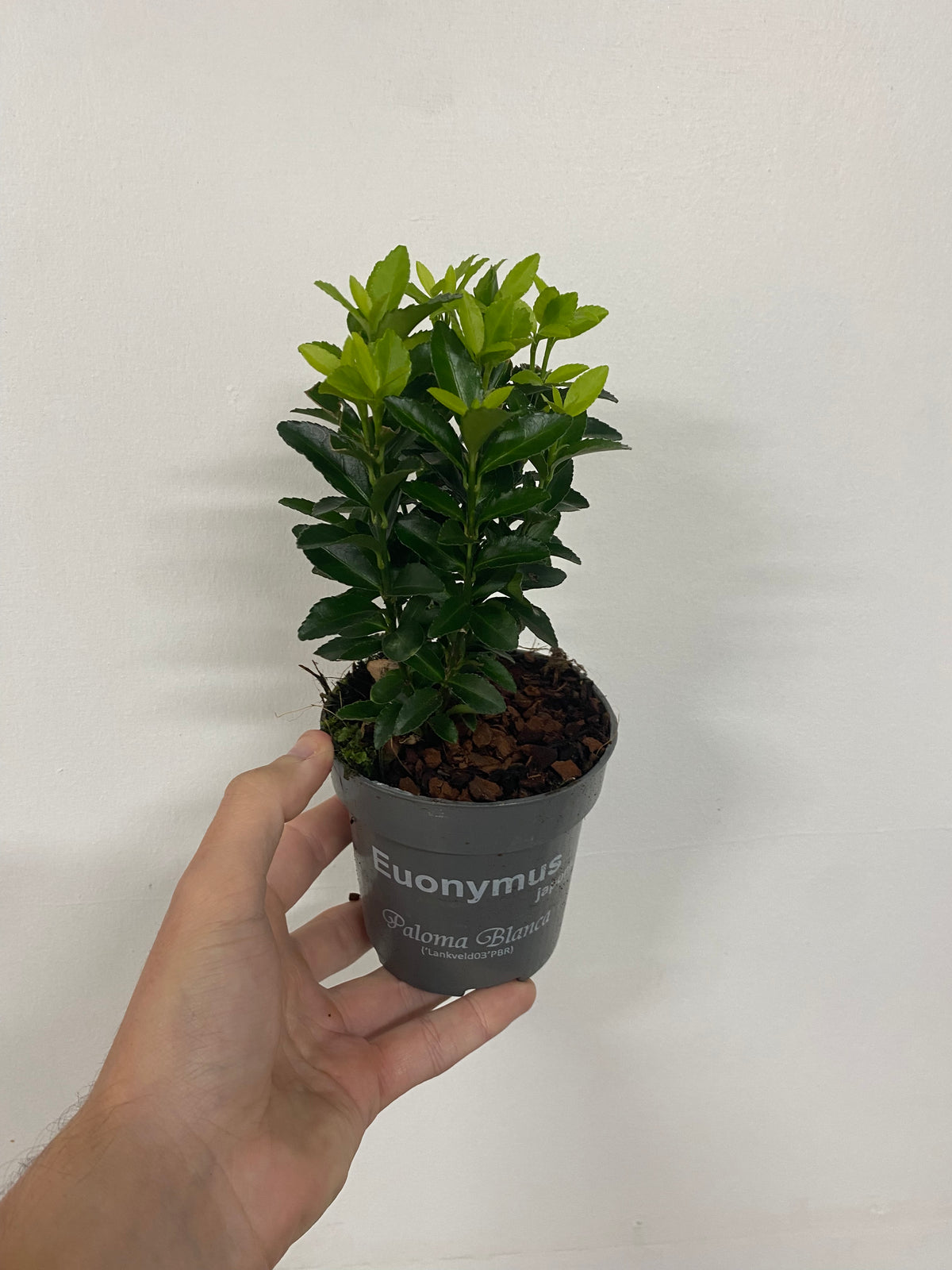 A hand holds a small gray pot labeled “Euonymus fortunei &#39;Paloma Blanca&#39; 9cm/1.5L/2L/5L (Multibuy Offers Available),” featuring a young evergreen shrub with glossy light green leaves against a plain white background.
