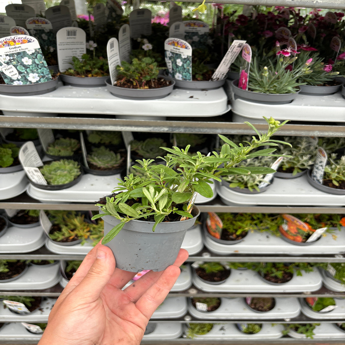 A hand holds a Helianthemum &#39;Shot Silk&#39; 9cm pot with leafy green foliage in front of shelves filled with various potted plants at a garden center.