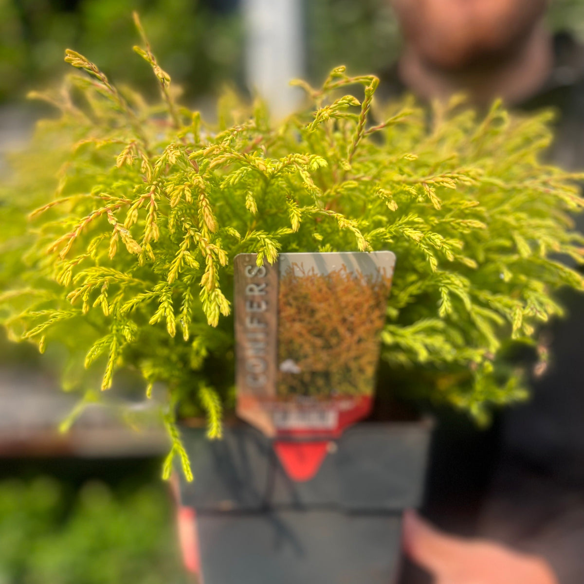 Thuja occidentalis &#39;Golden Tuffet&#39; 2L