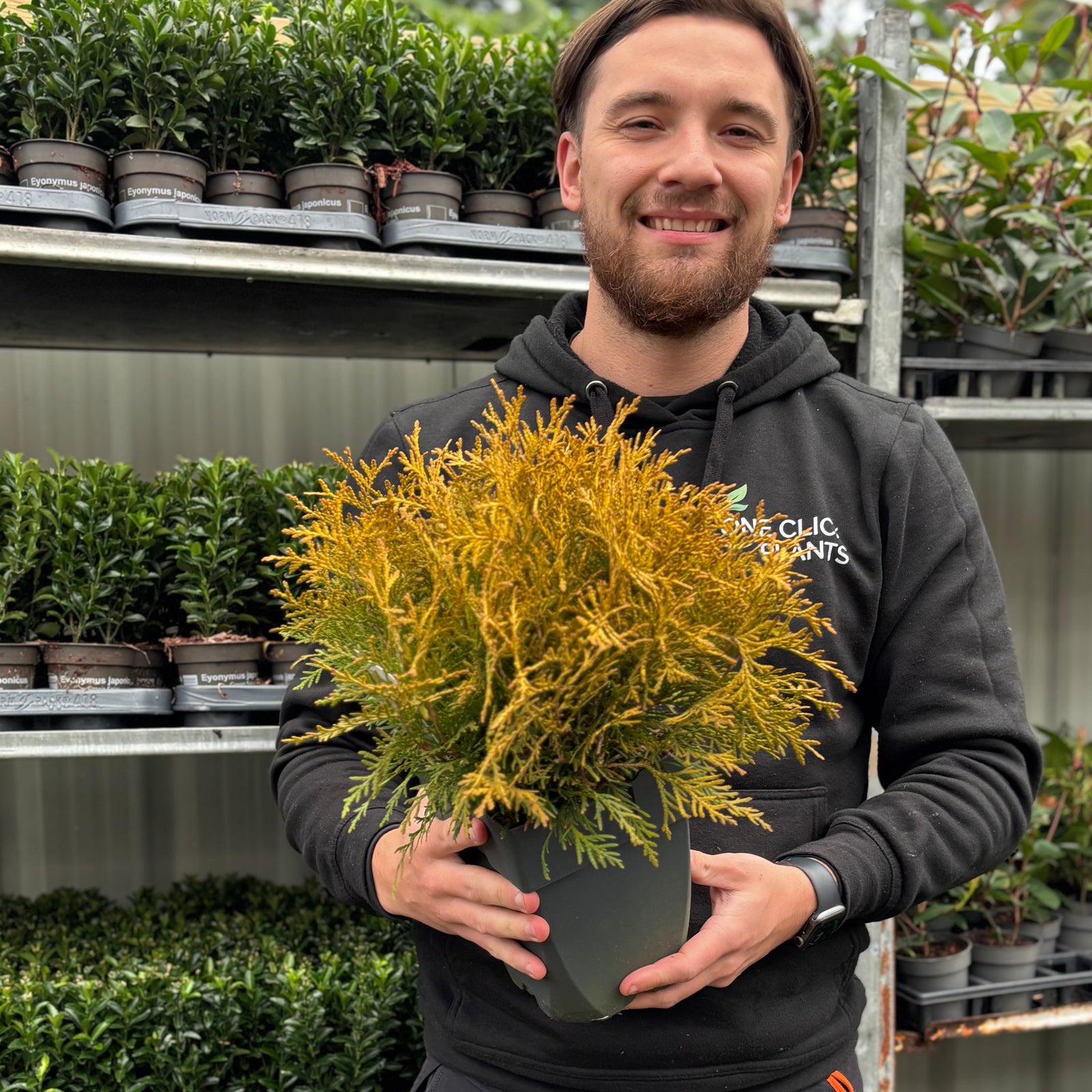 Thuja occidentalis 'Golden Globe' 9cm / 2L